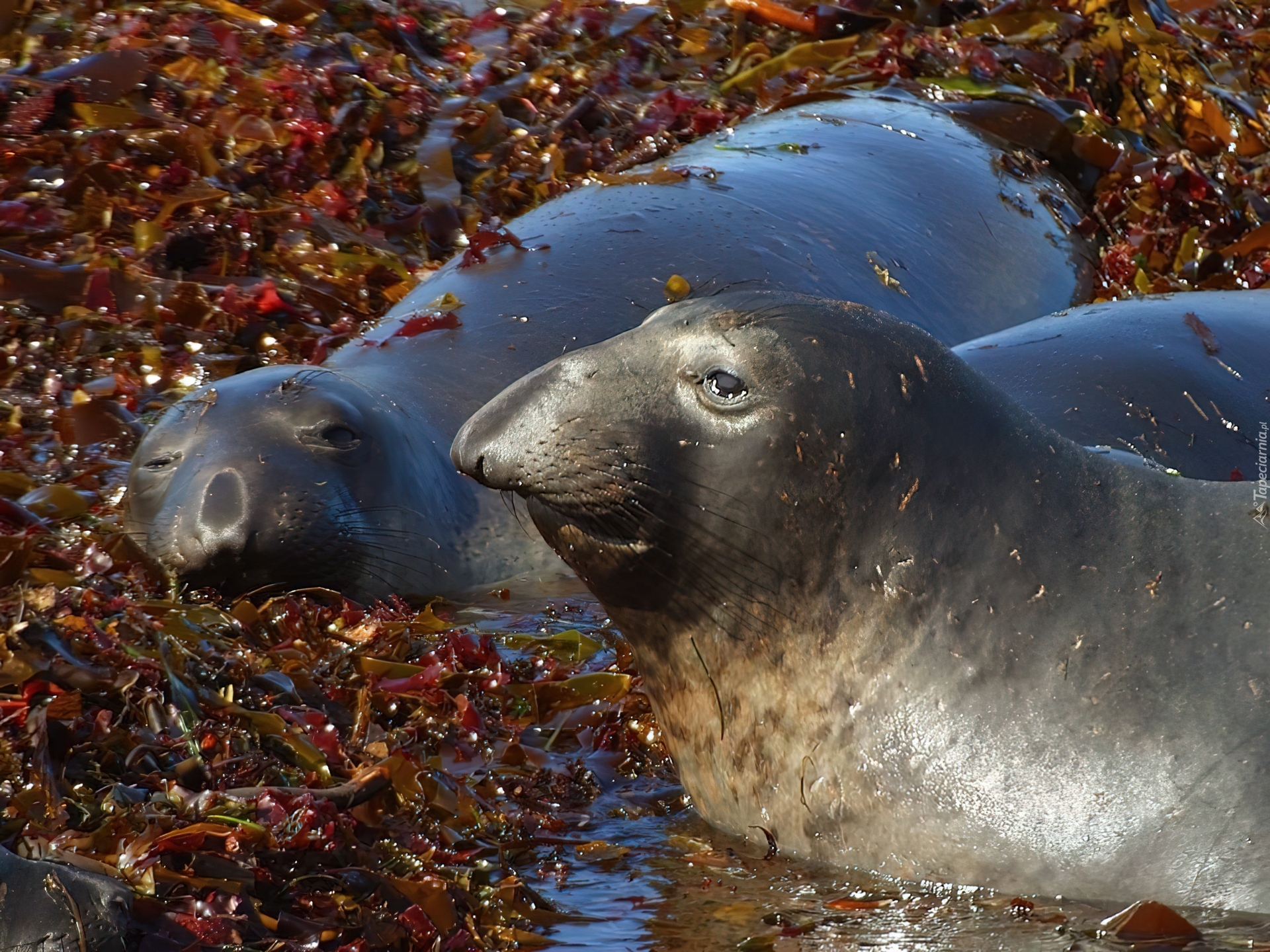 Elephant seal. Северный морской слон (Mirounga angustirostris). Тюлень морской слон. Ластоногие морской слон. Тюлень Южный морской слон.