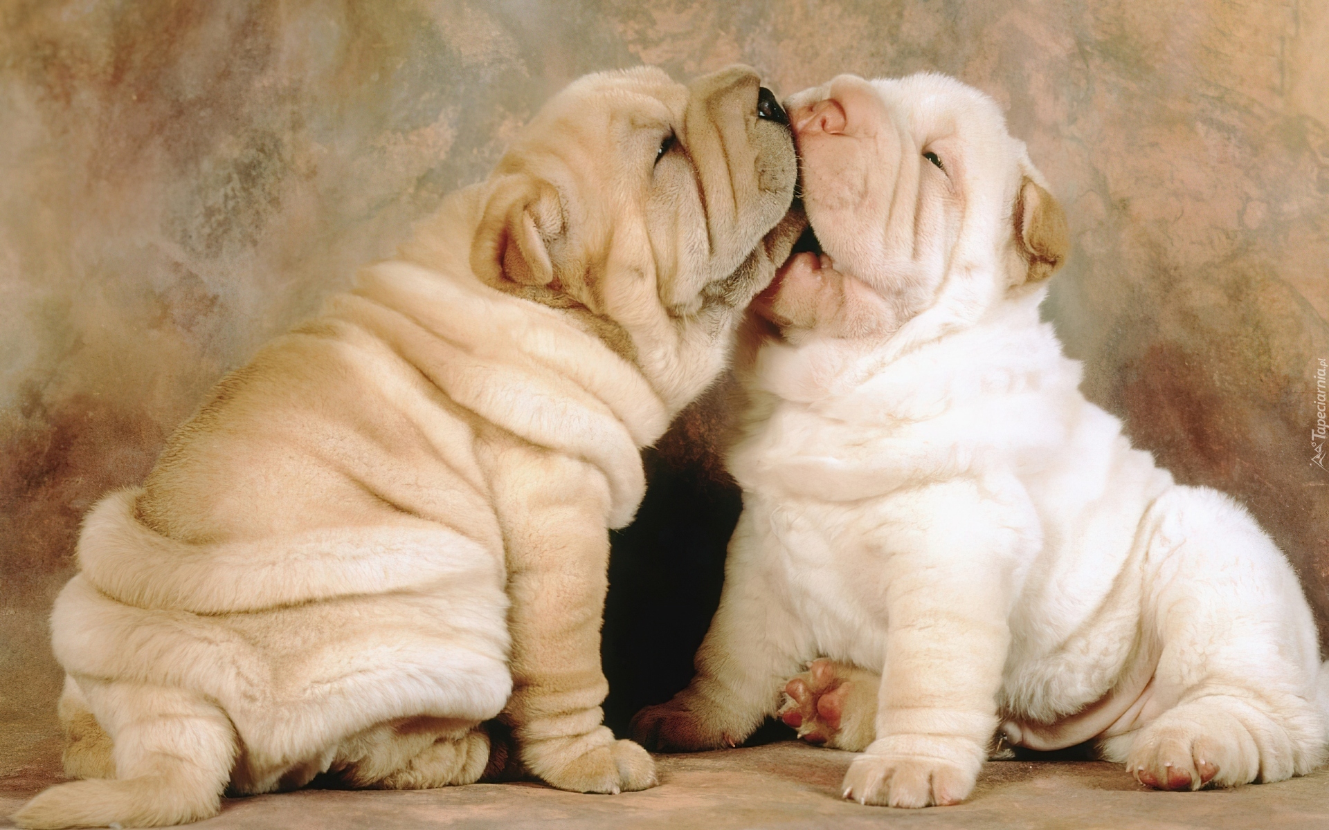 Szczeniaki, Shar Pei, Zabawa