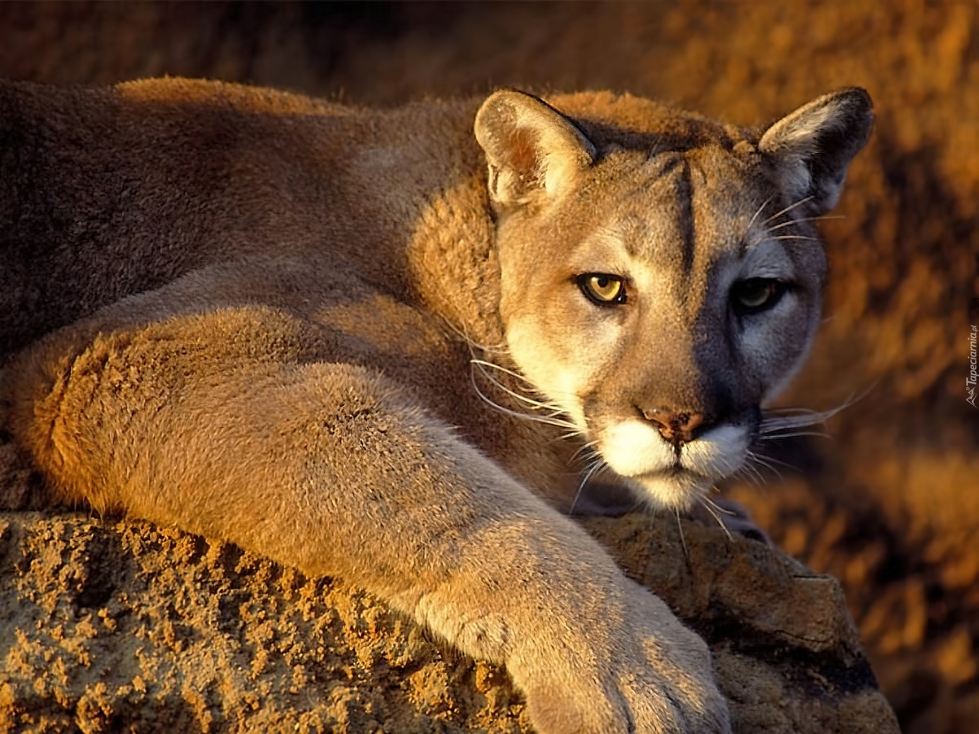 Puma, Łapa