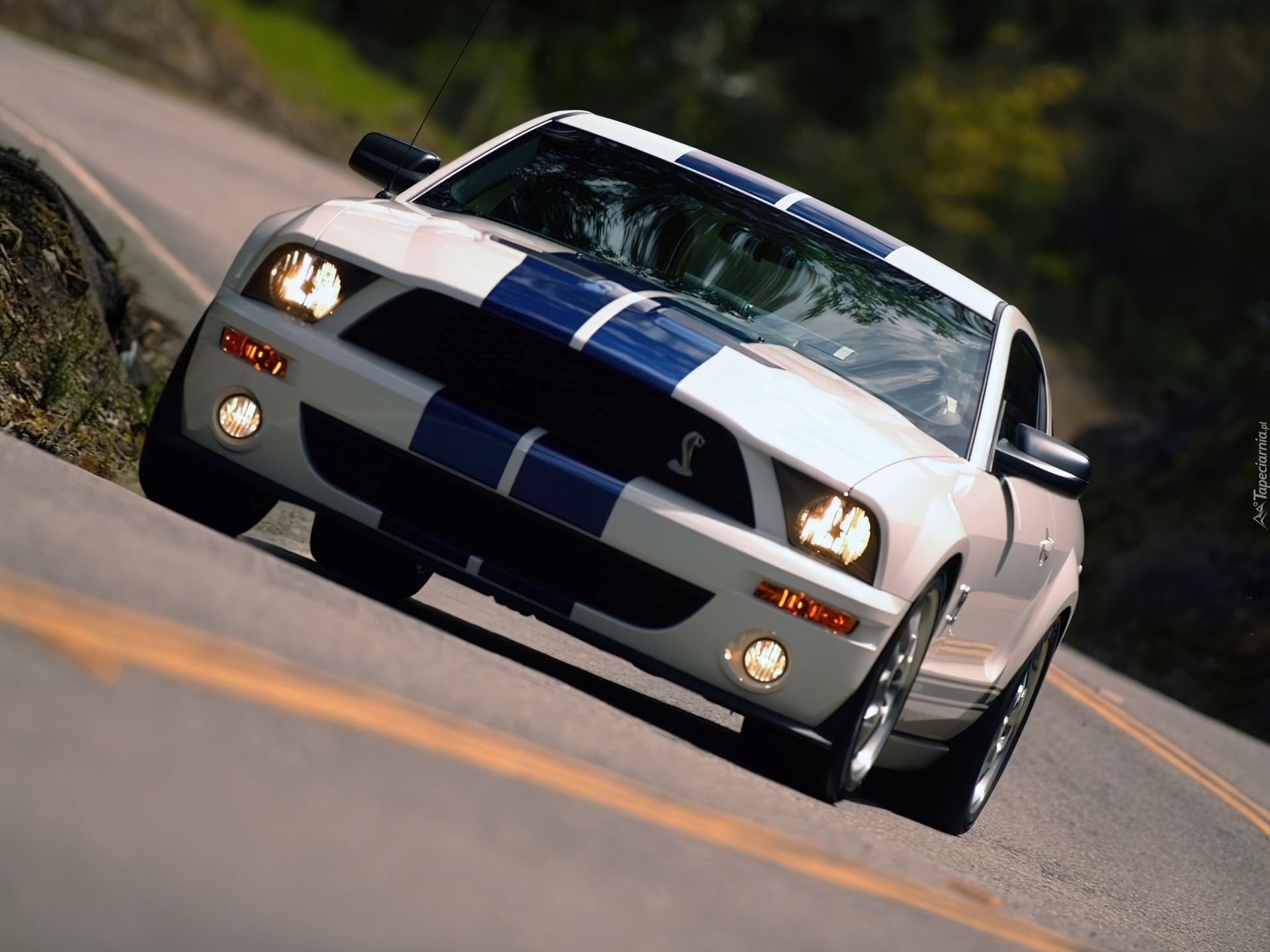 Shelby, Ford Mustang