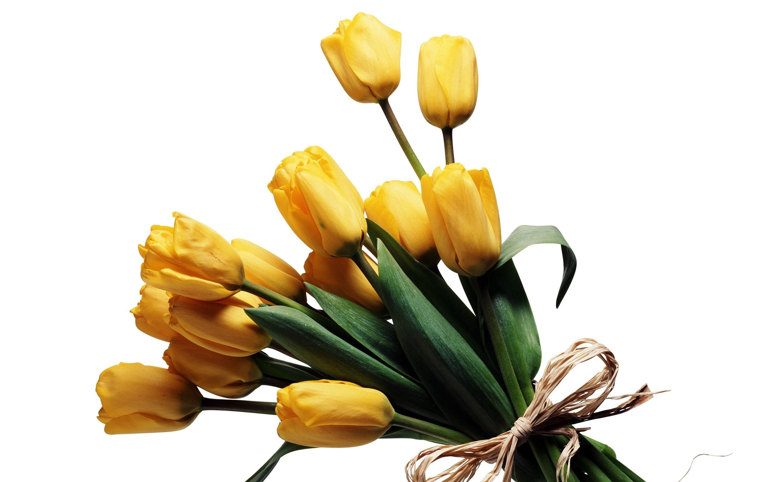Wiązanka, Żółtych, Tulipanów