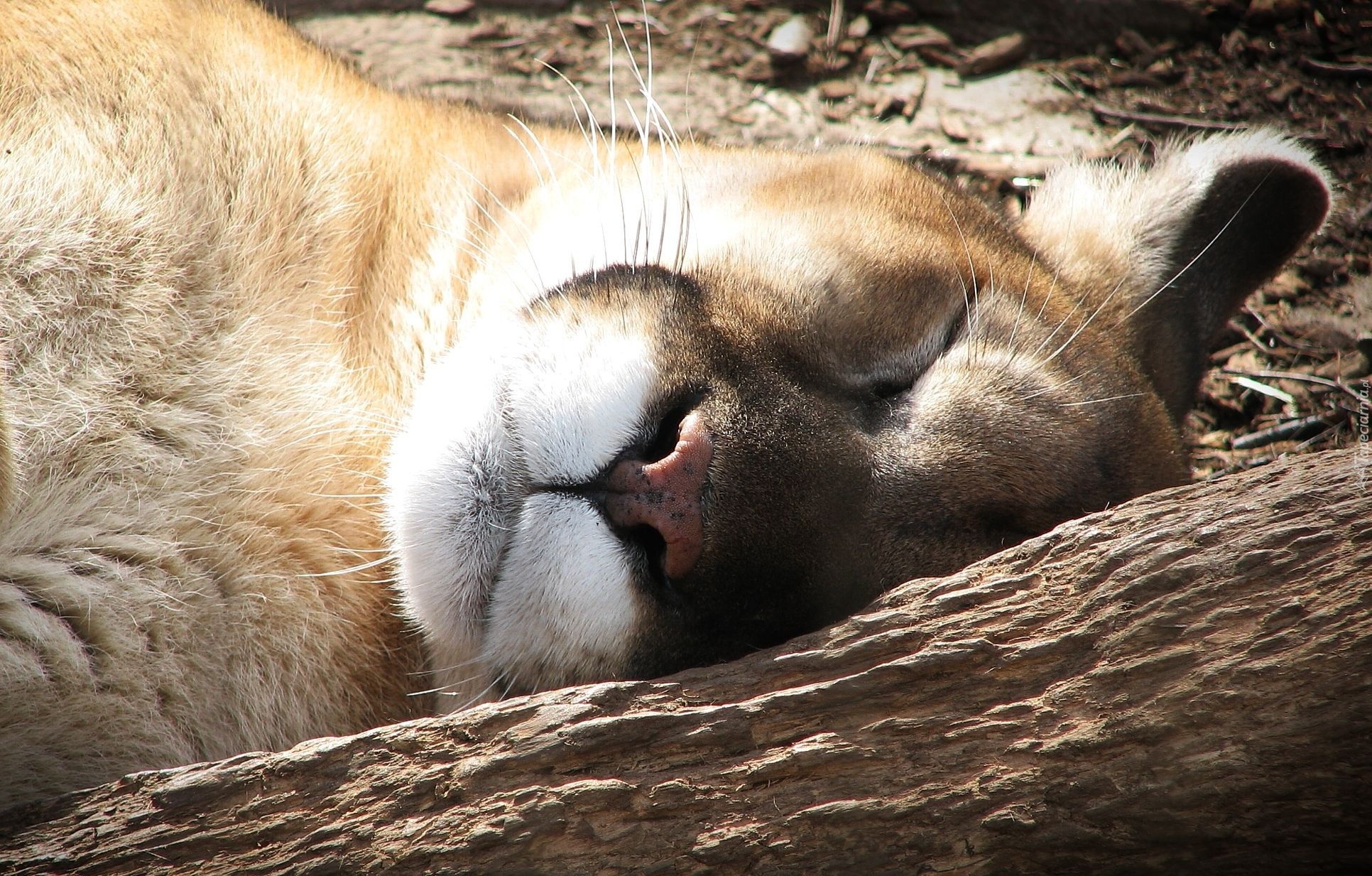 Śpiąca, Puma