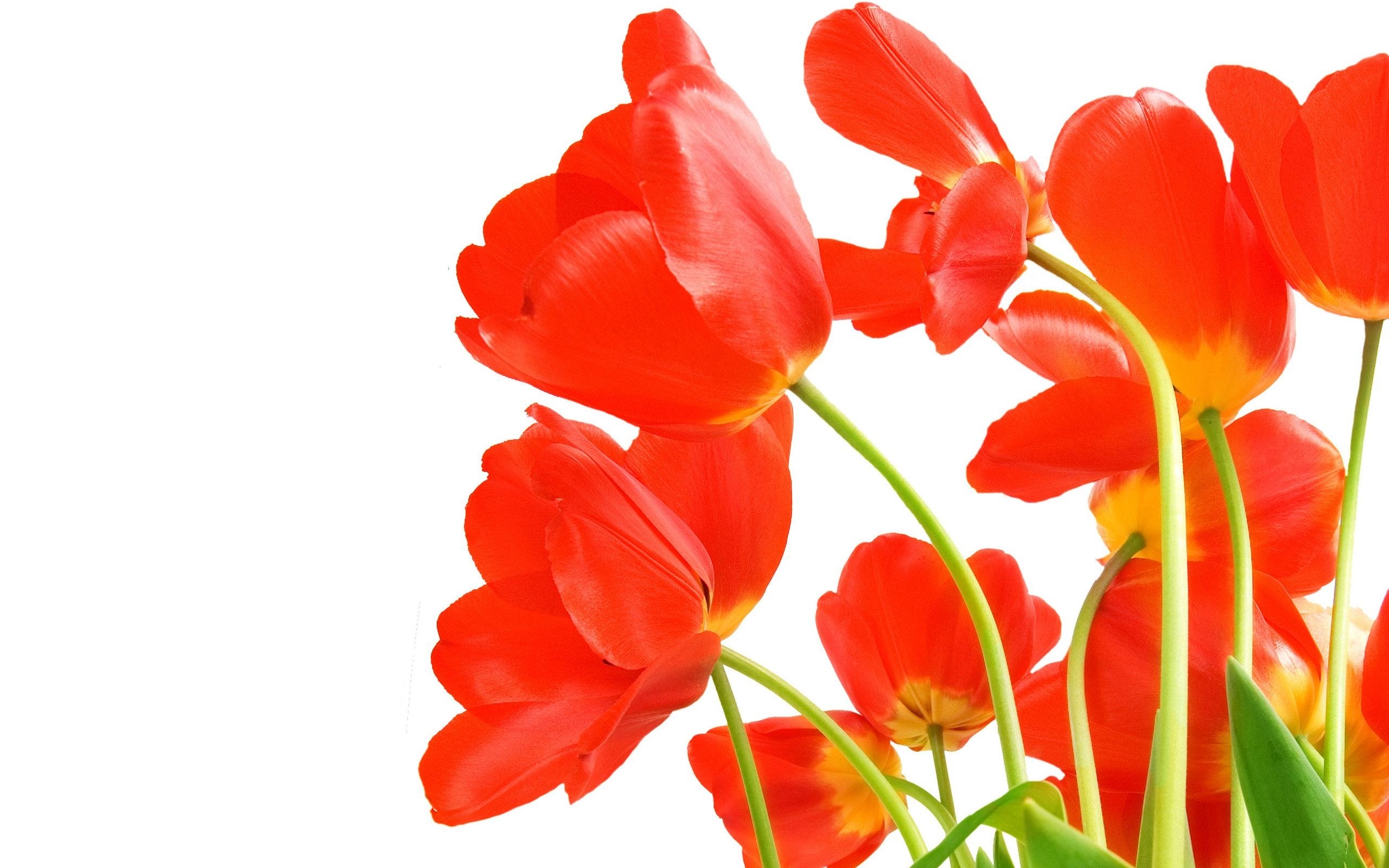 Czerwone, Rozwinięte, Tulipany