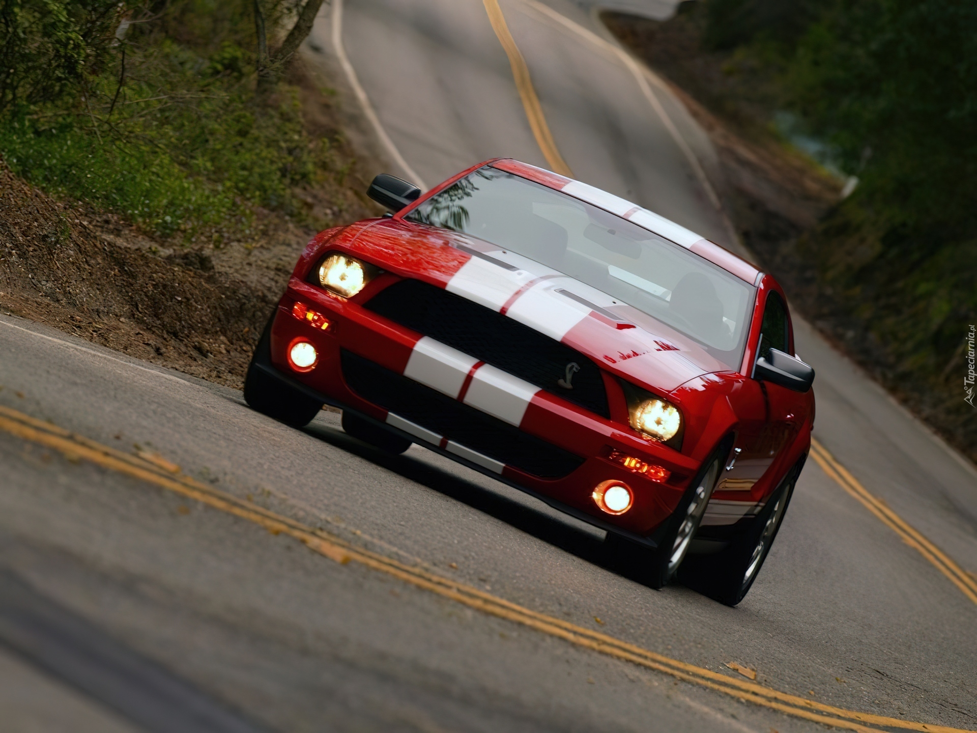 Shelby, Ford Mustang