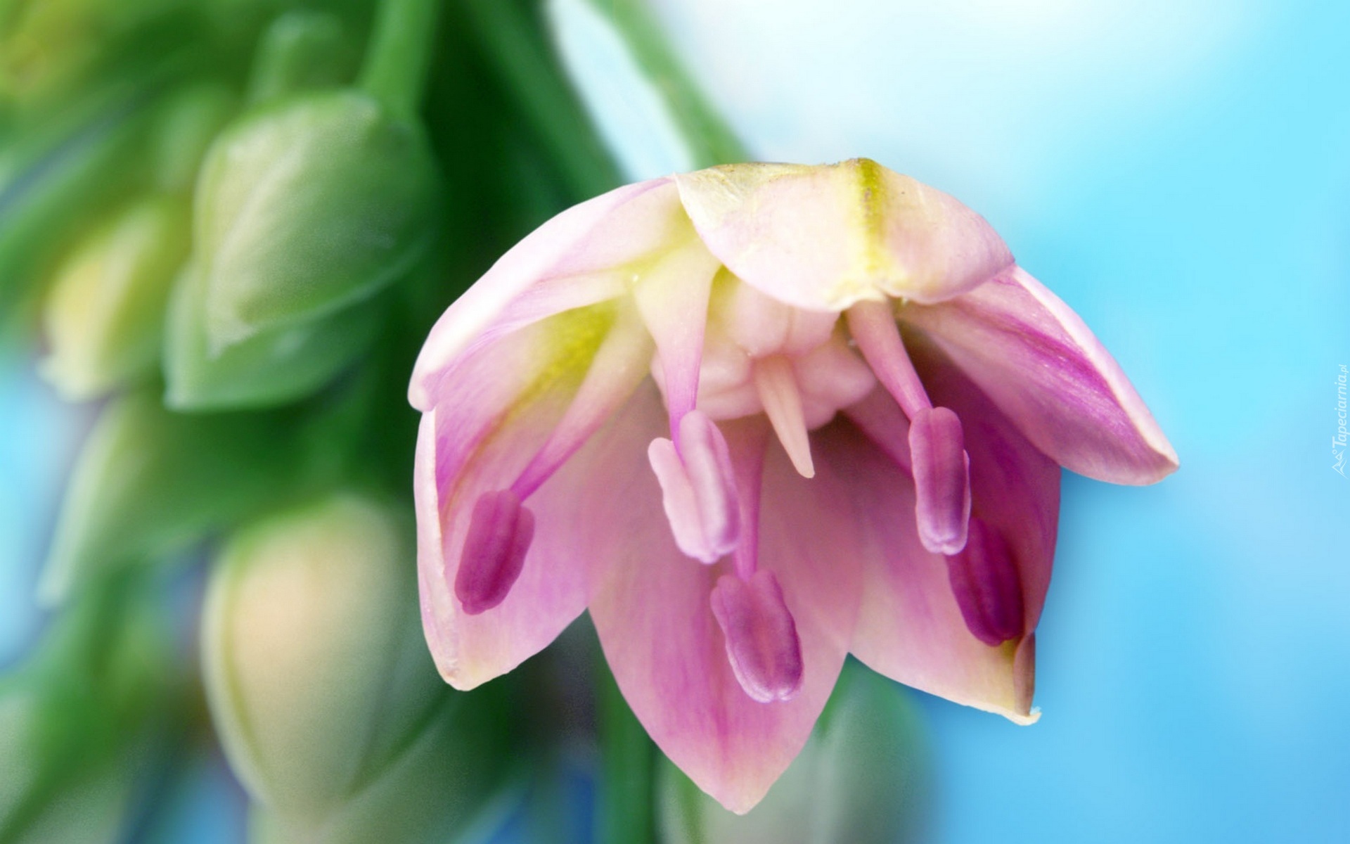 Liliowy, Tulipan