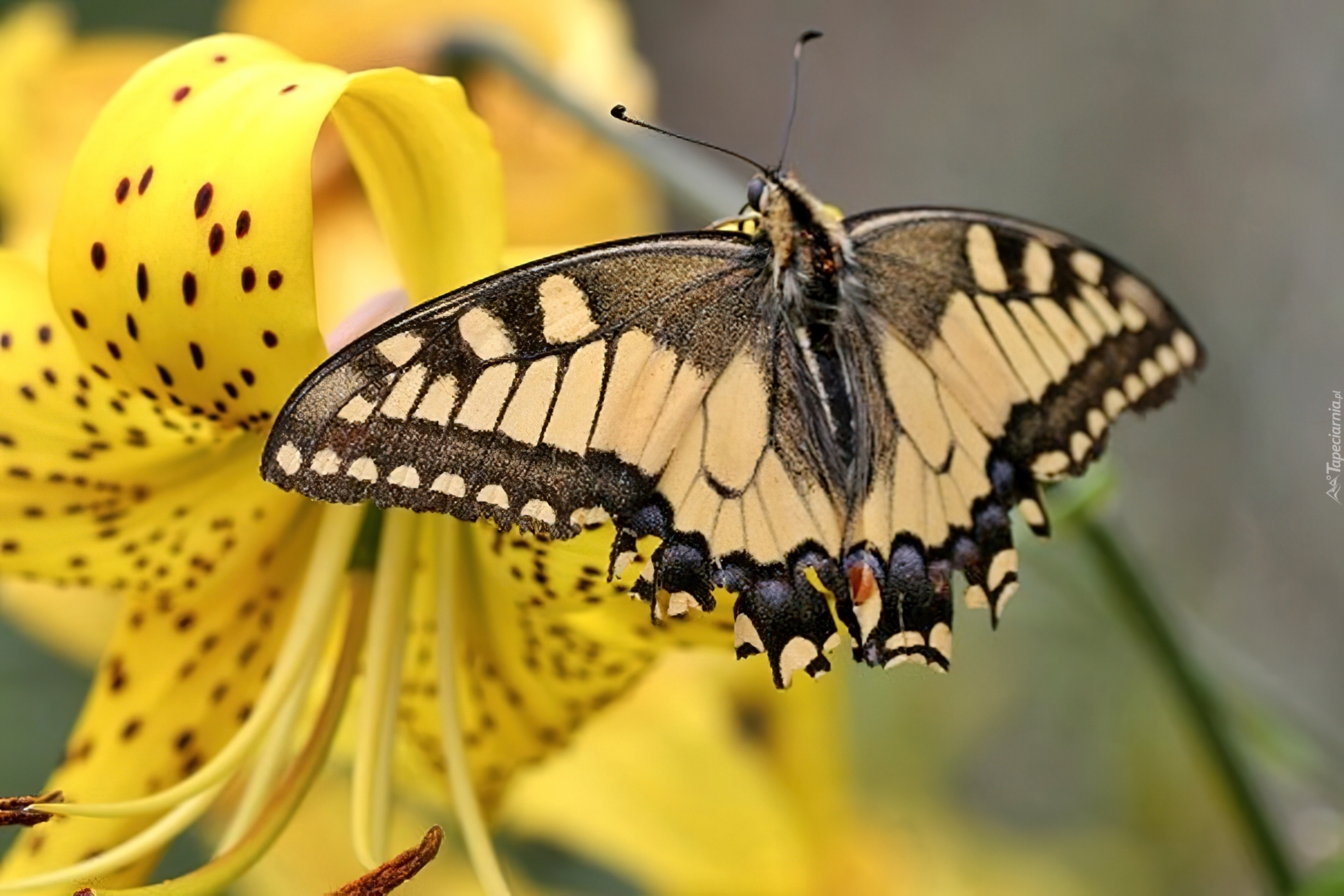 Motyl, Paź królowej, Lilia tygrysia