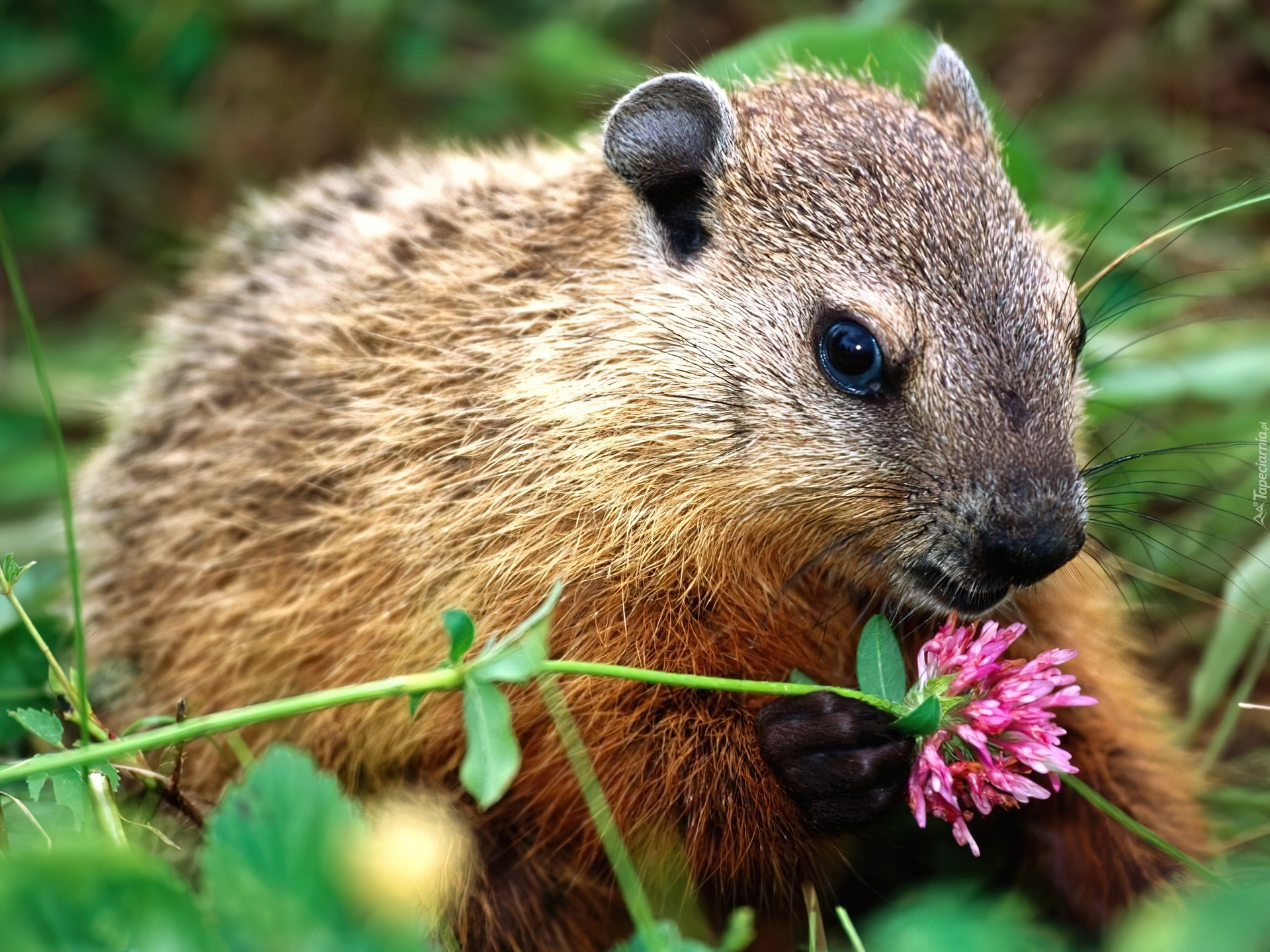 Nutria, Brązowe, Futerko, Kwiatek