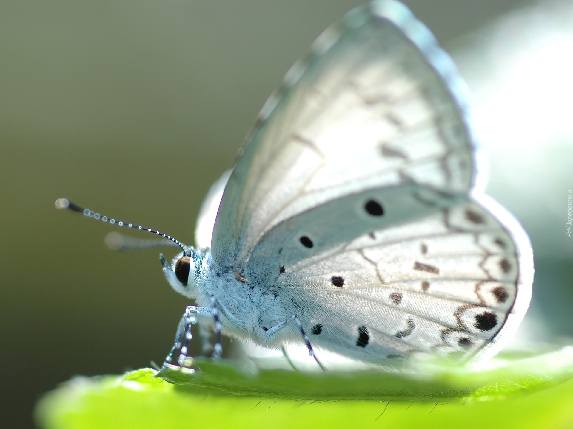 Piękny, Biały, Motyl, Modraszek