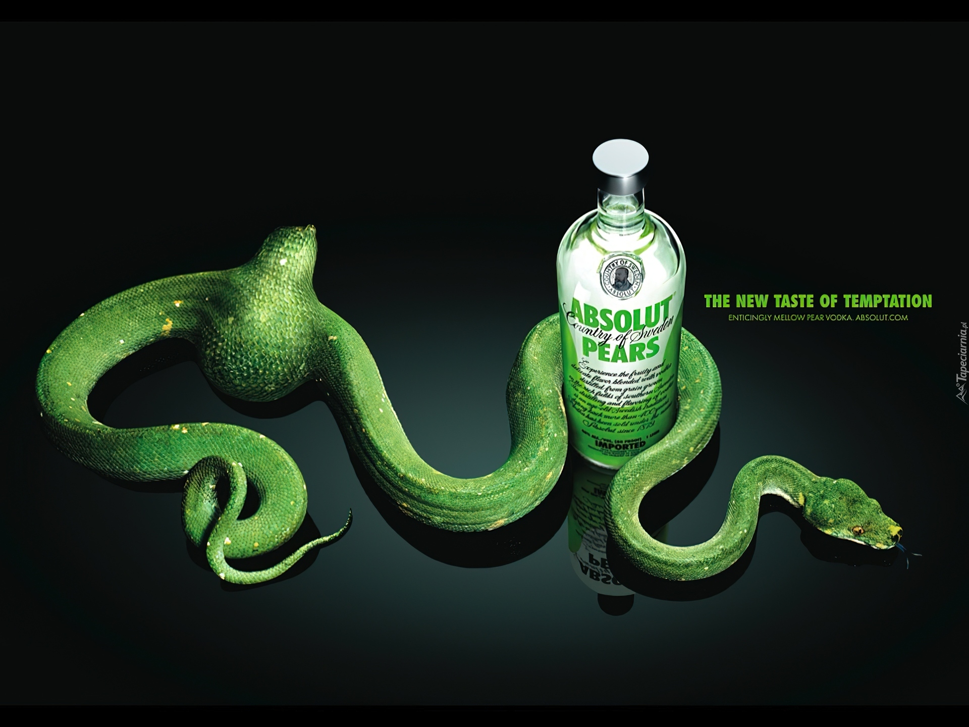 Wódka, Absolut, Zielony, Wąż