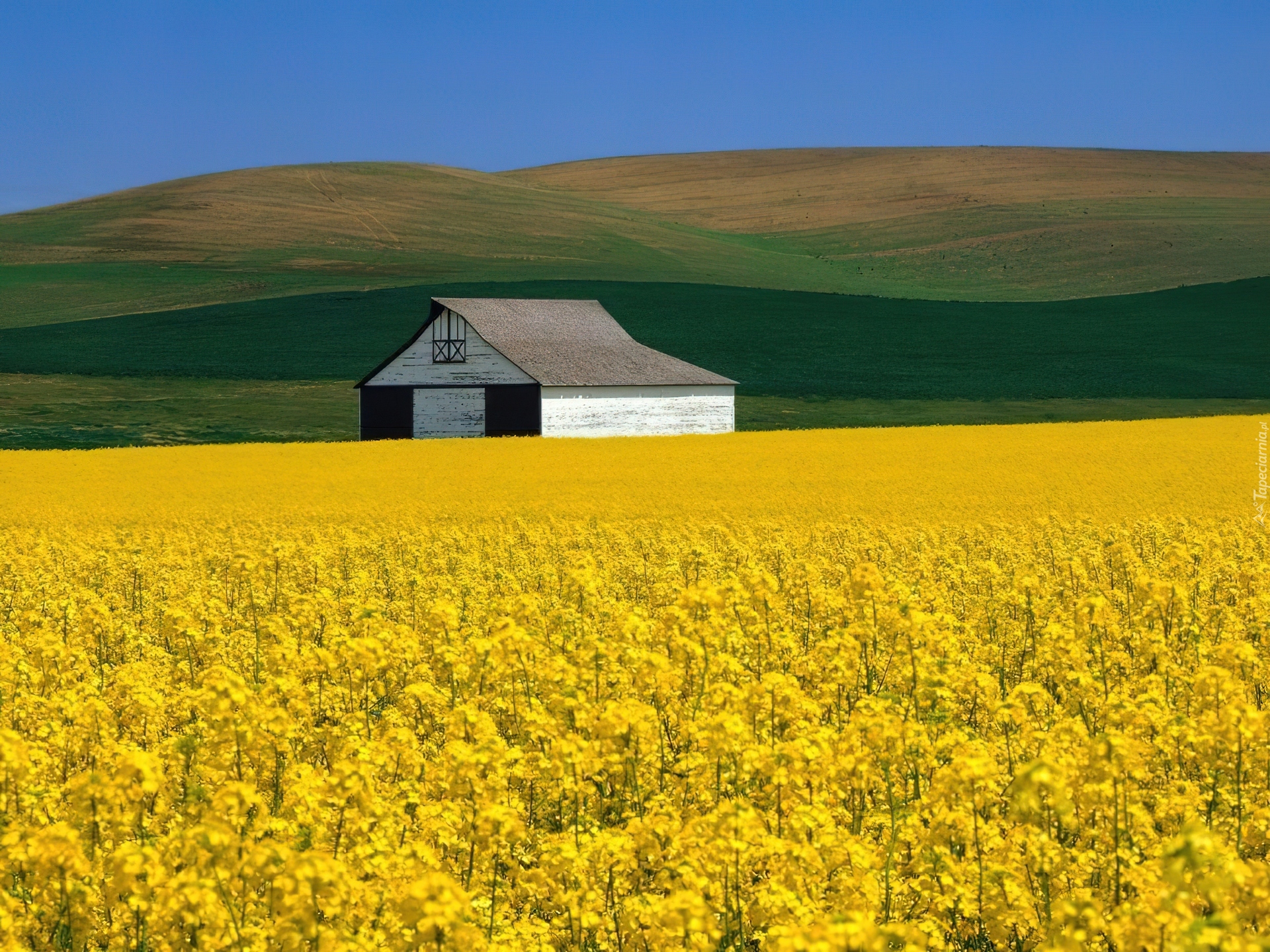 Желтый край экран. Дом в поле. Домик в поле. Поле с желтыми цветами. Домик среди поля.