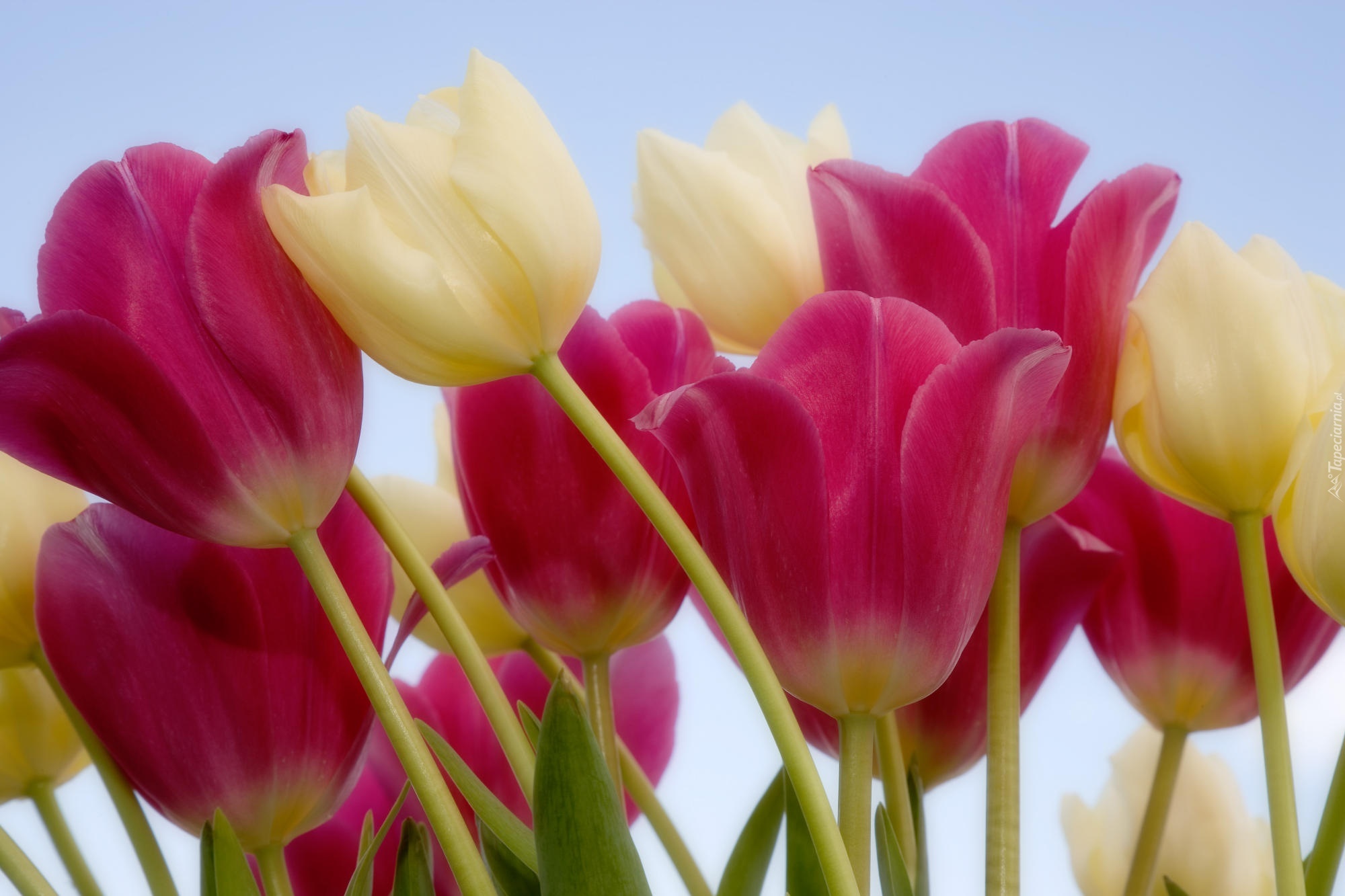 Tulipany, Łodygi