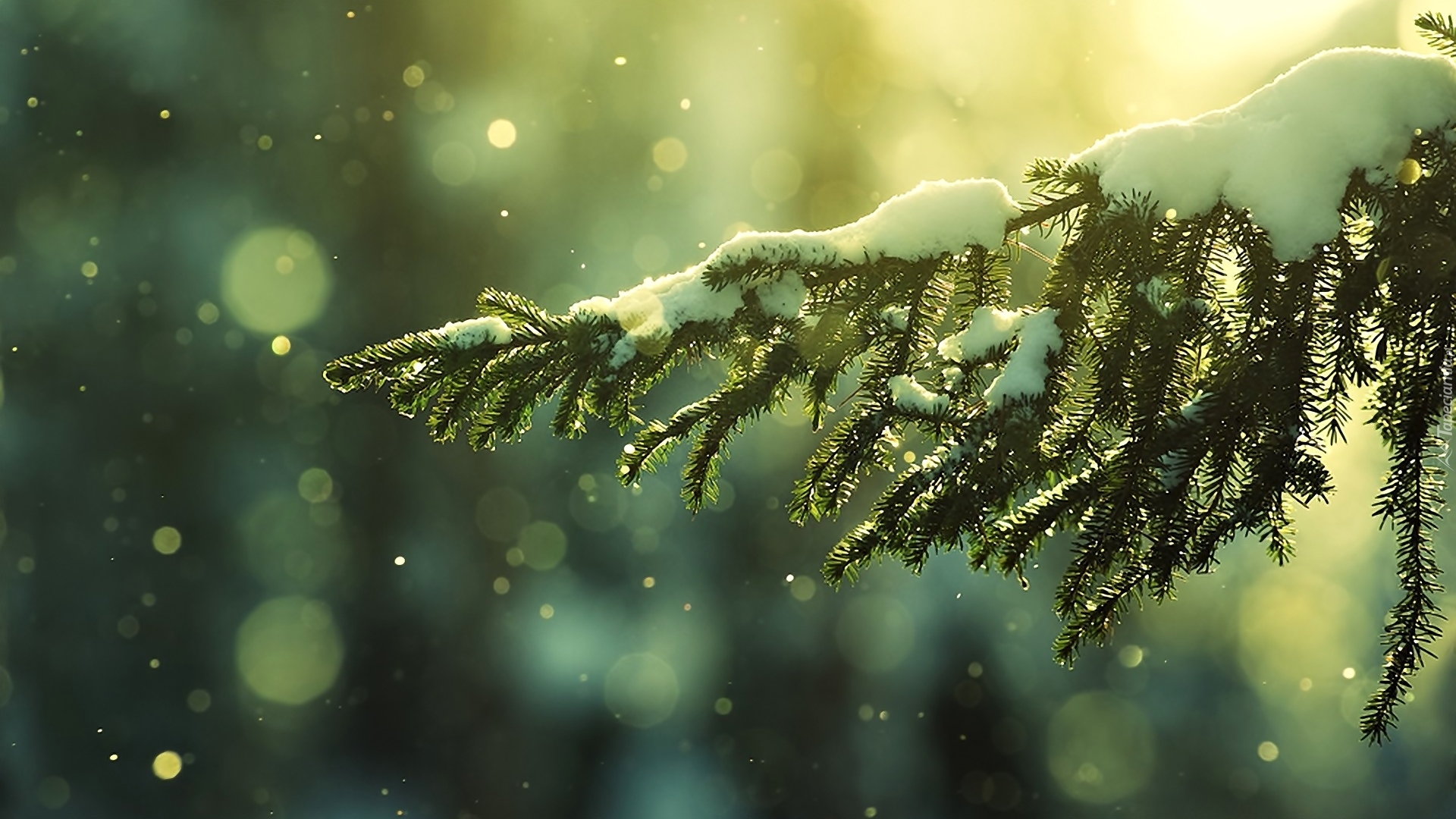Gałązka, Drzewo, Śnieg