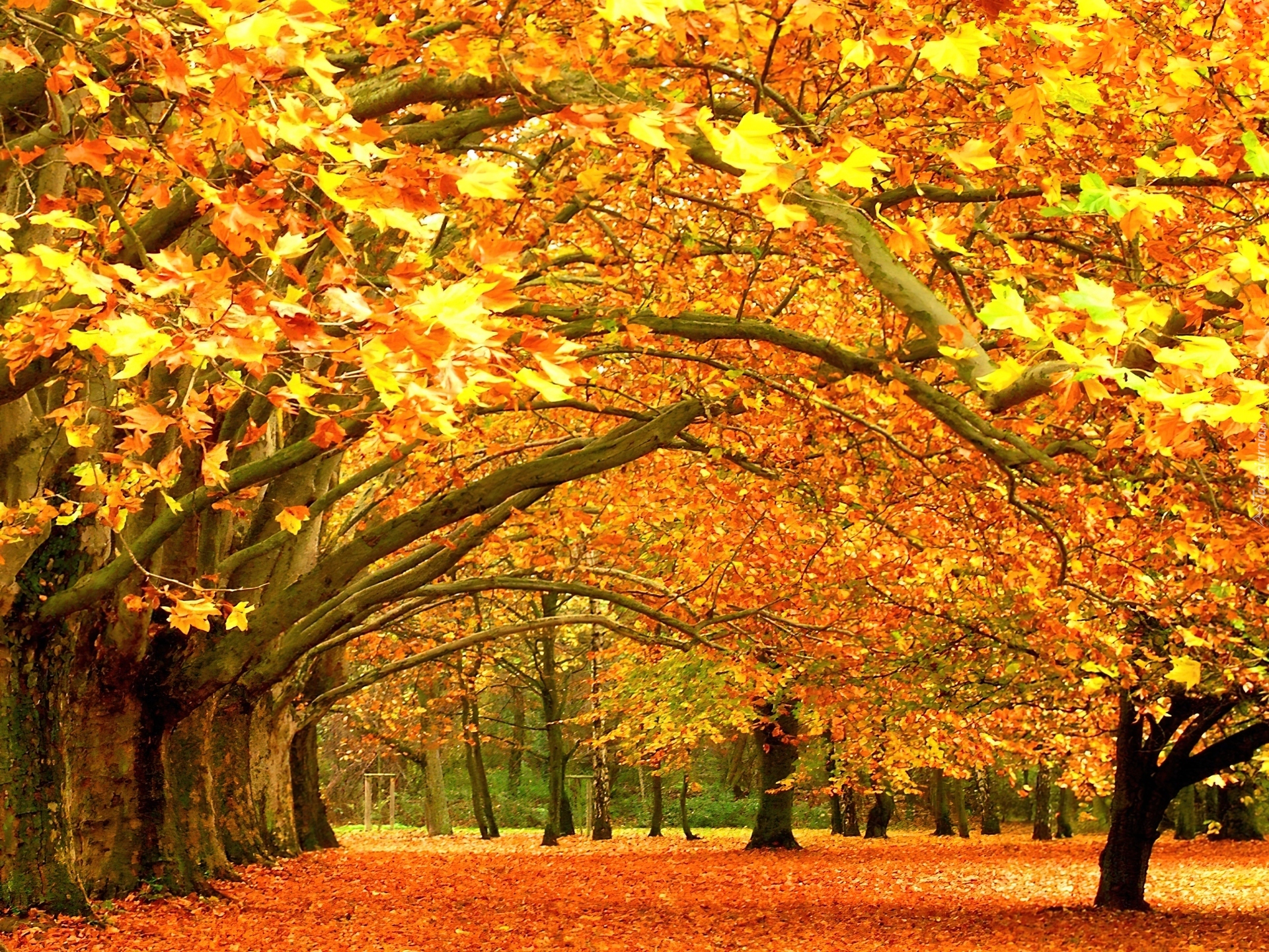 park-jesieni-drzewa