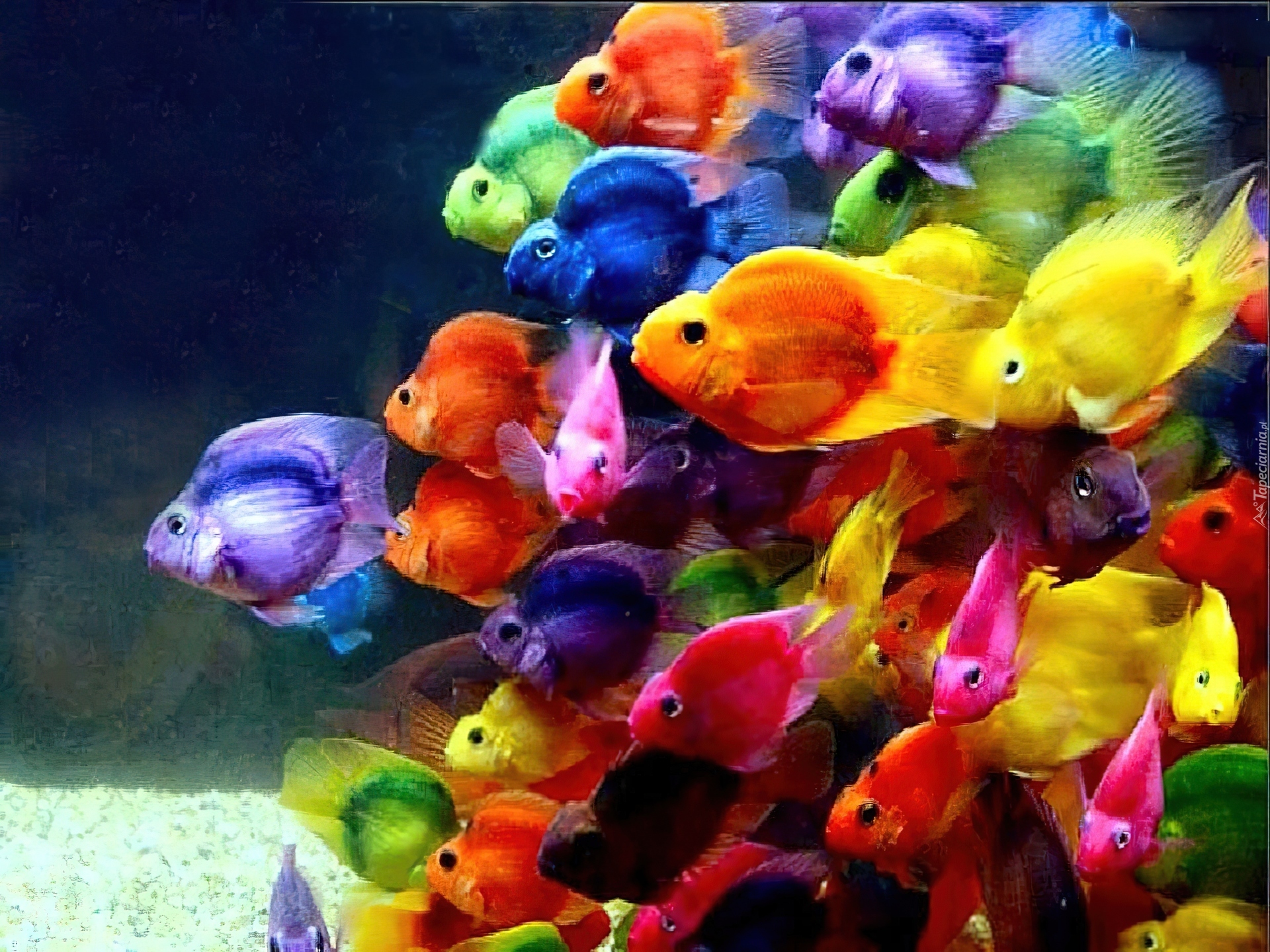 kolorowe-rybki
