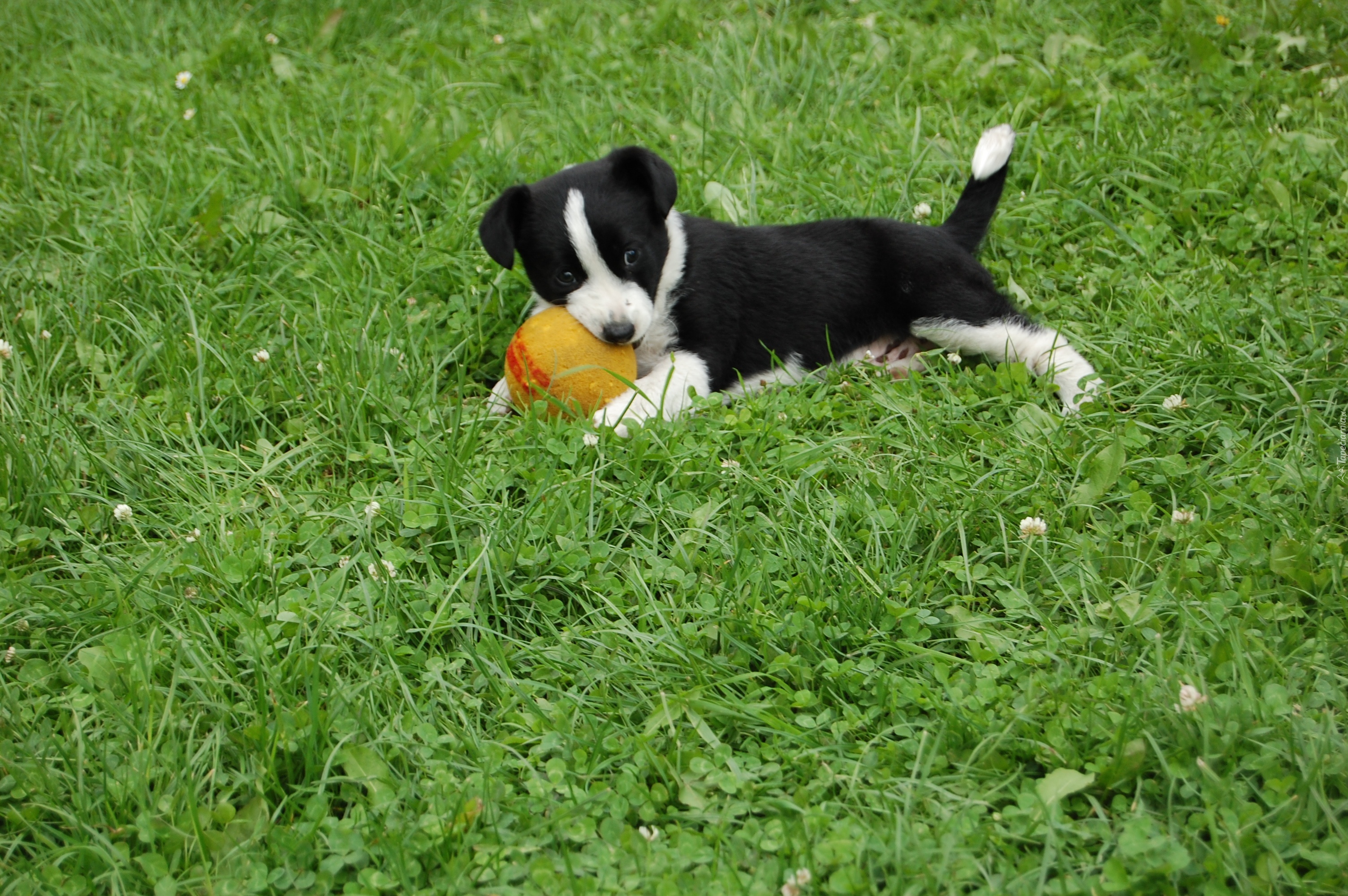 Szczeniak, Piłeczka, Trawa, Border Collie