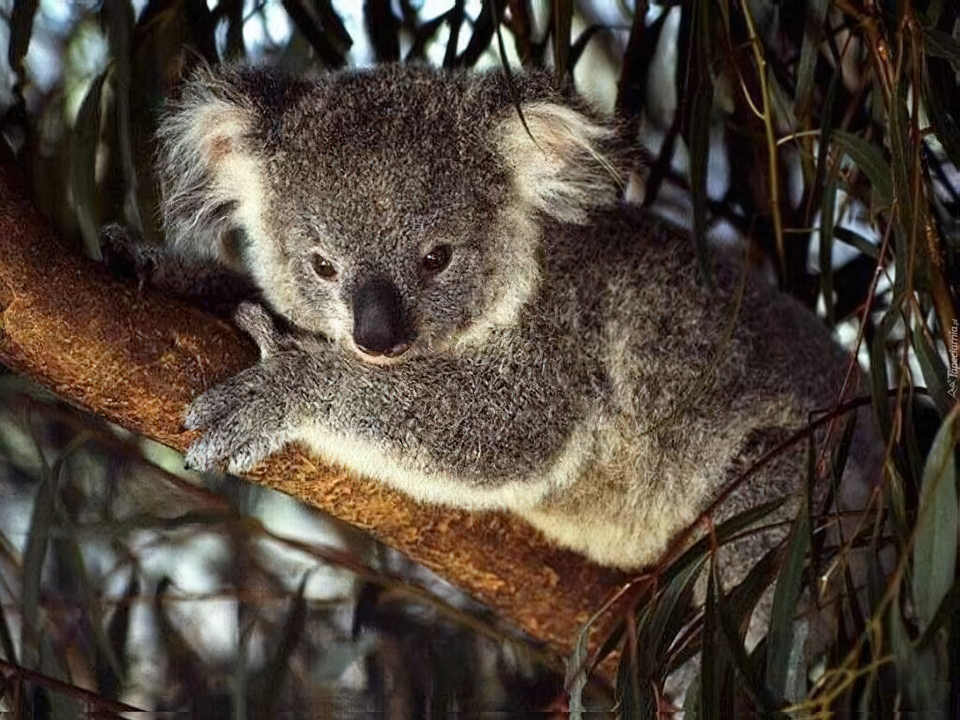 Miś, Koala, Gałąź