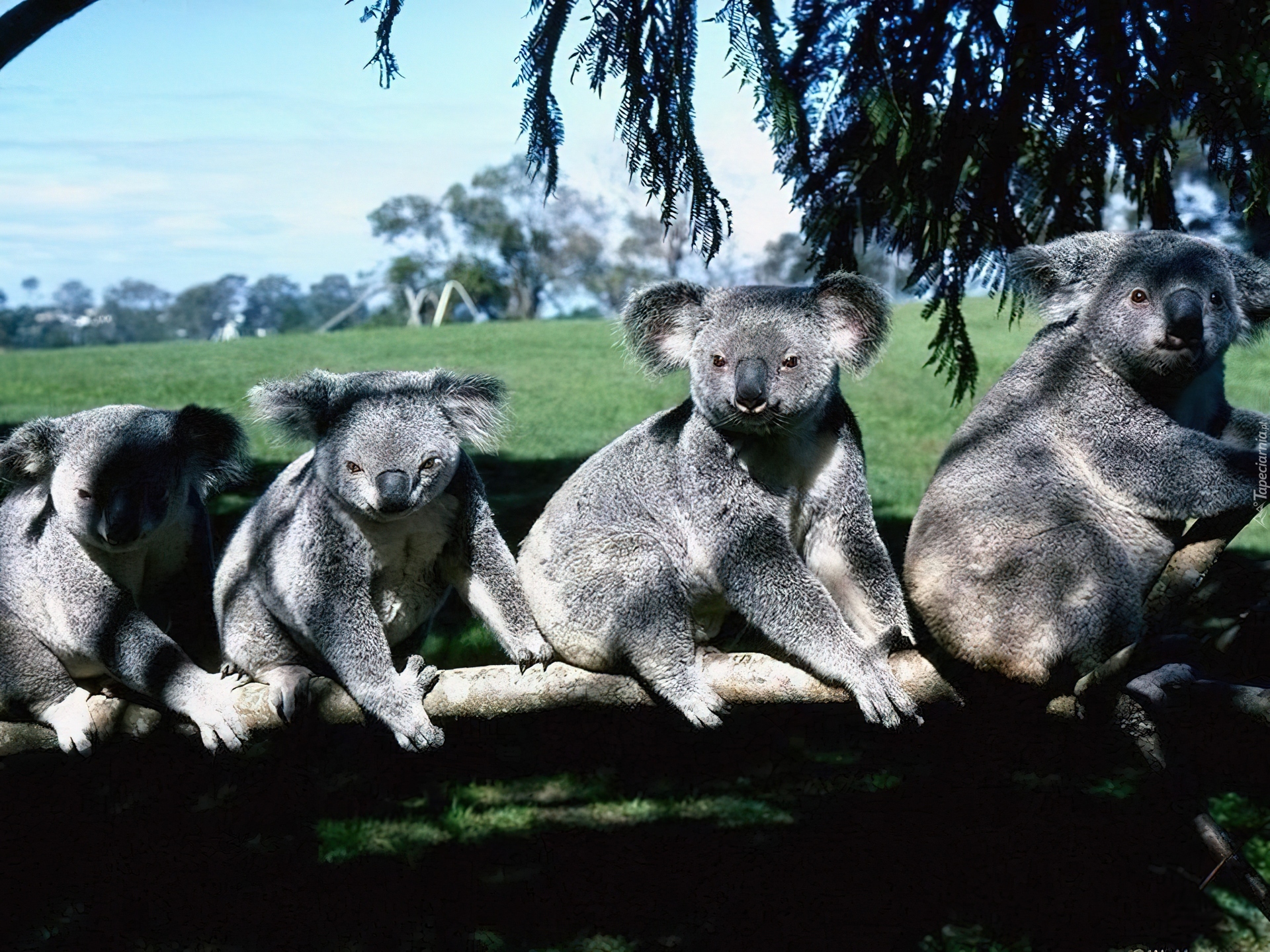 Misie, Koala