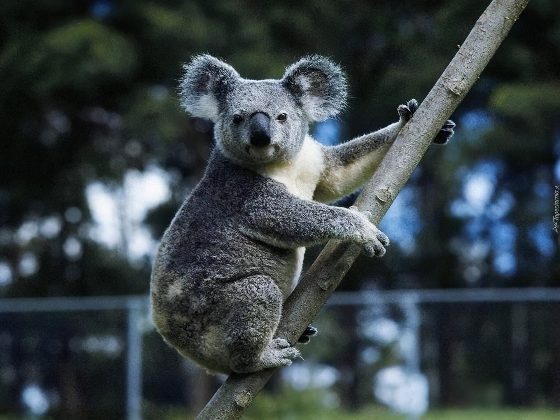 Фотография коалы. Коала сумчатое. Мишка коала. Сумчатый мишка коала. Медведи коалы в Австралии.