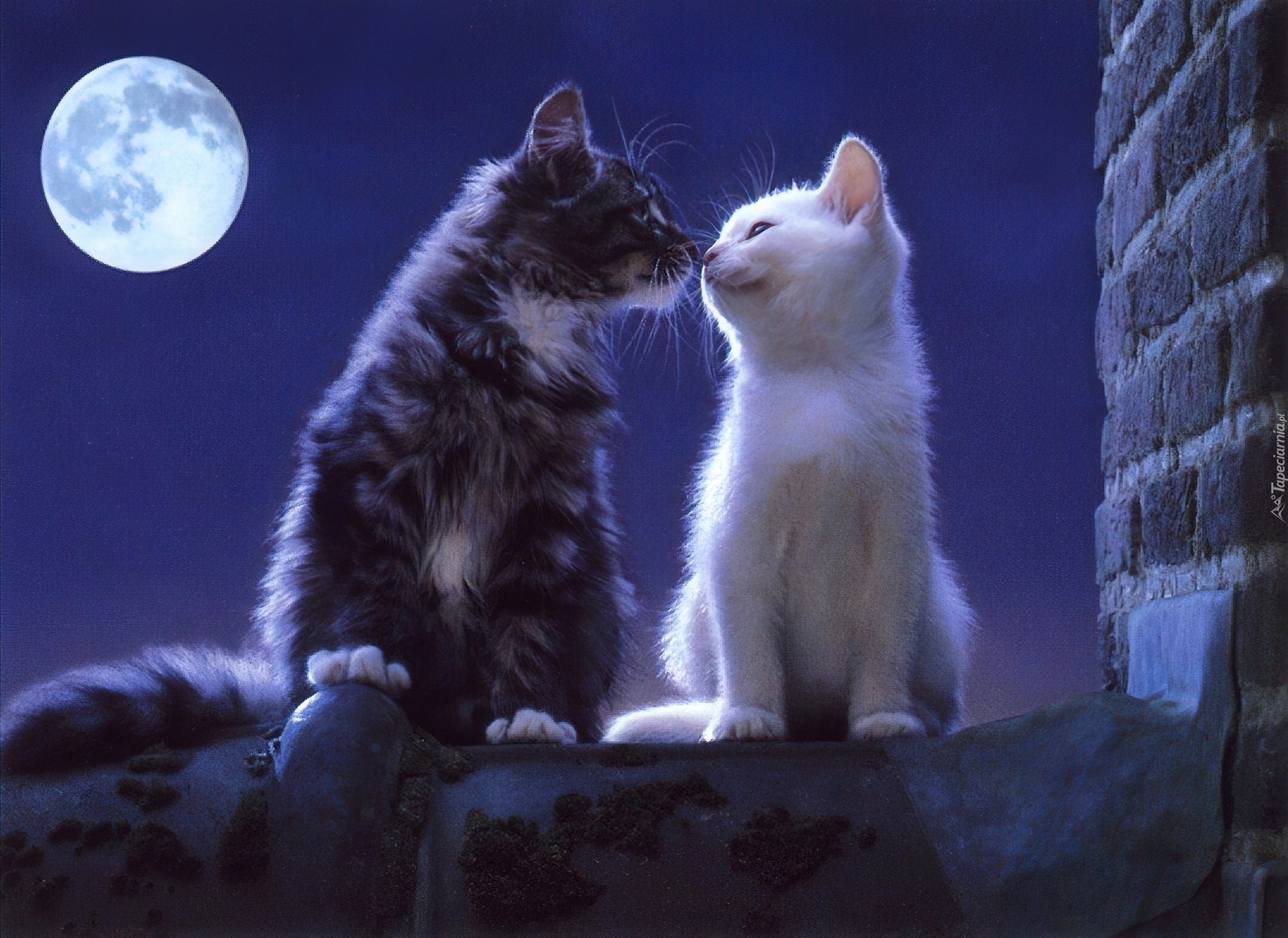 Картинки спокойной ночи с кошкой