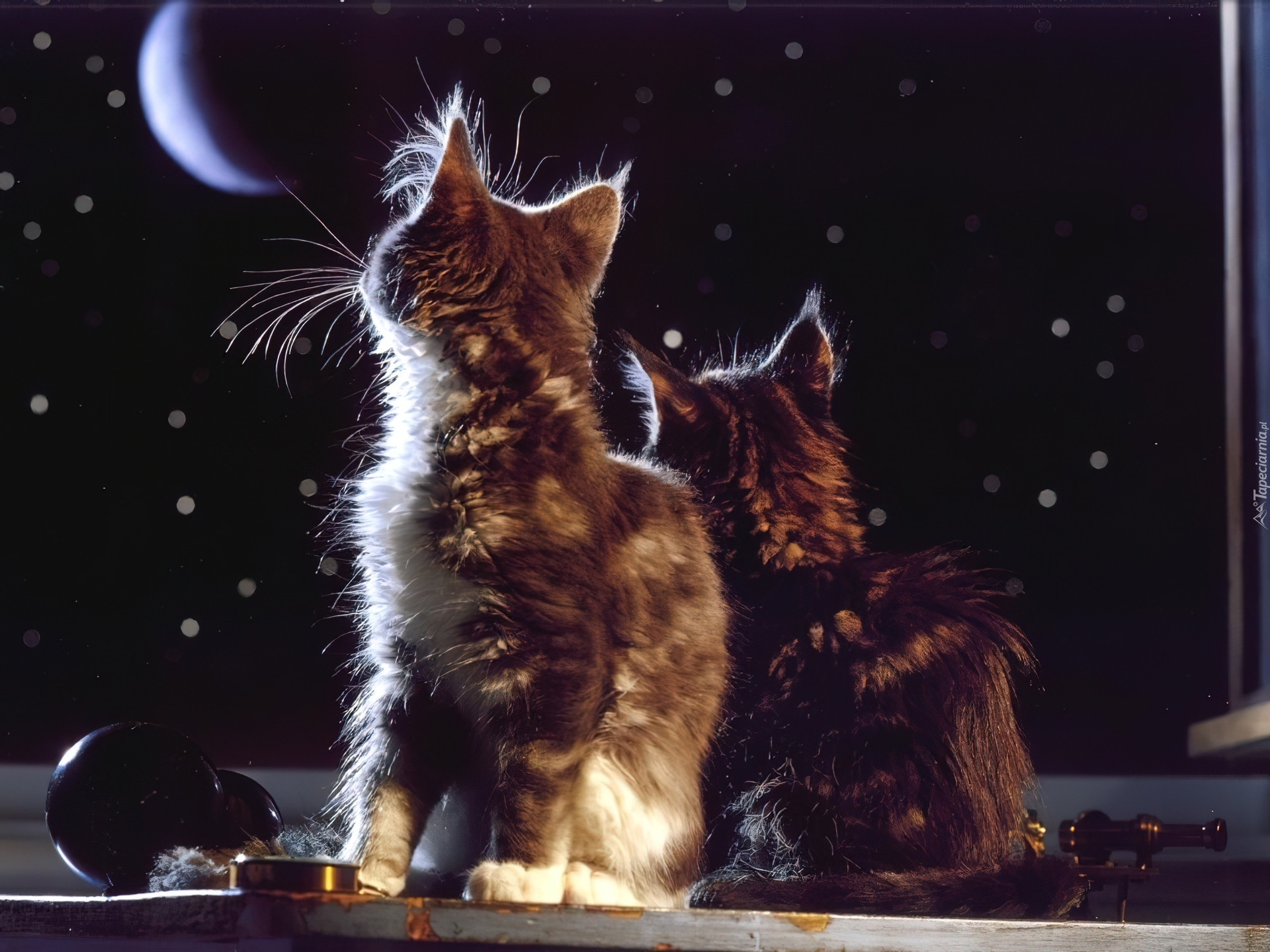 Вечера с кошкой картинки. Кот вечером. Кошка ночью. Кот и звезды. Вечера с кошкой.