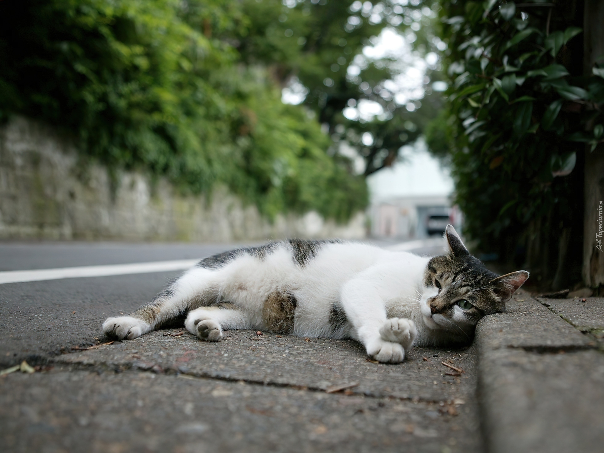 Бегал по пятам. Кот. Кошка на улице. Уличные котята. Бездомные кошки.