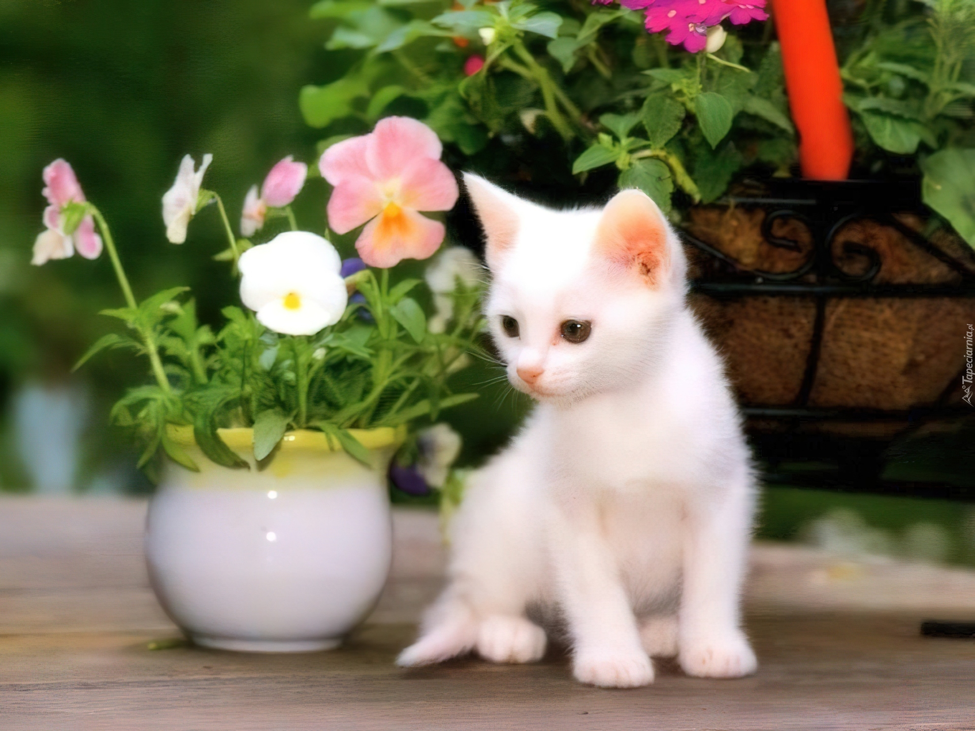 Котенок любит играть с цветами. Красивые кошечки. Белый котенок. Белый котенок с цветами. Пушистые котята в цветах.