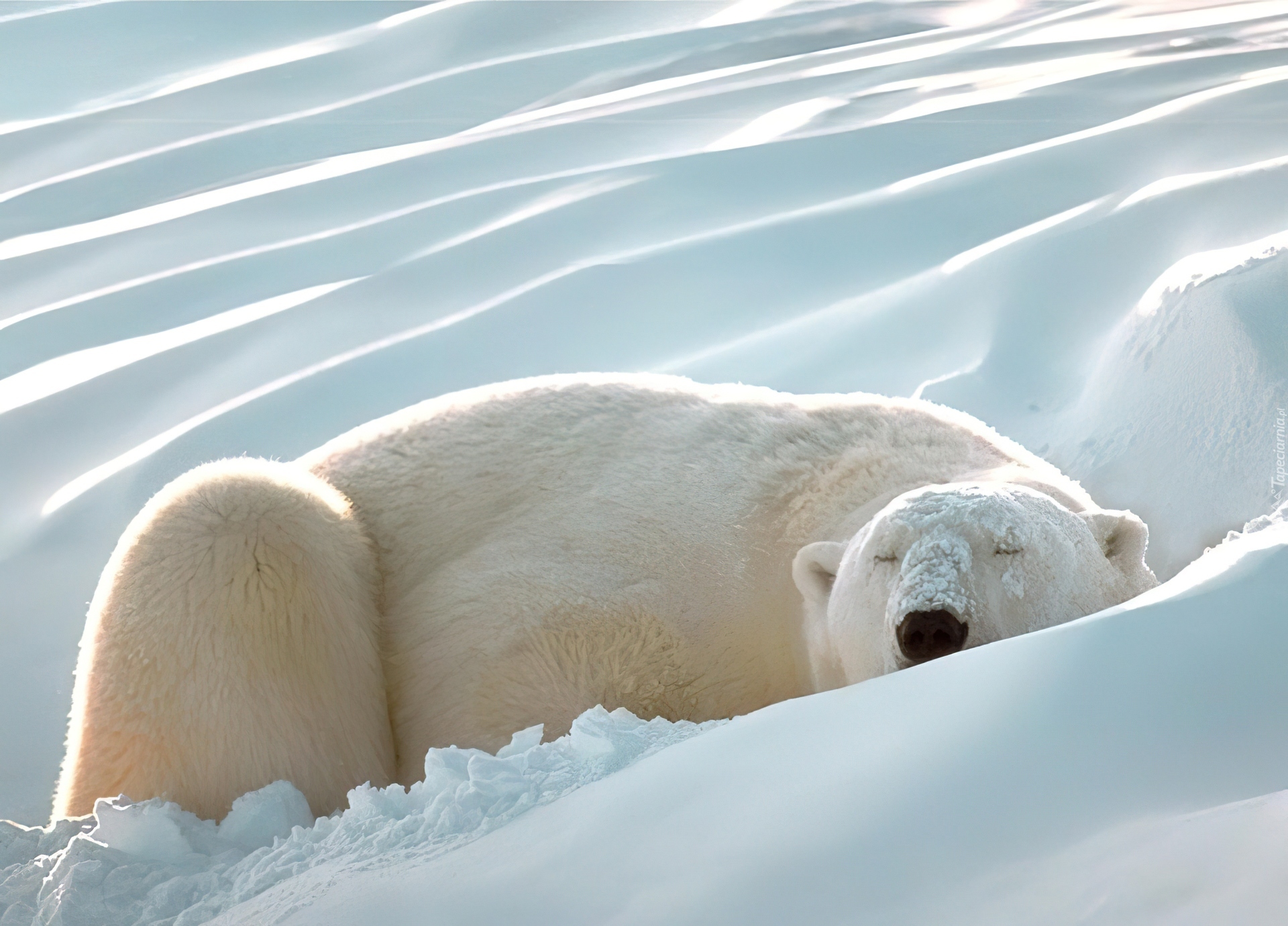 Медведь в сугробе. Белый медведь (Карско-Баренцевоморская популяция). Северный Ледовитый океан белый медведь. Берлоги белые медведи Арктика. Полар бир (Polar Bear).