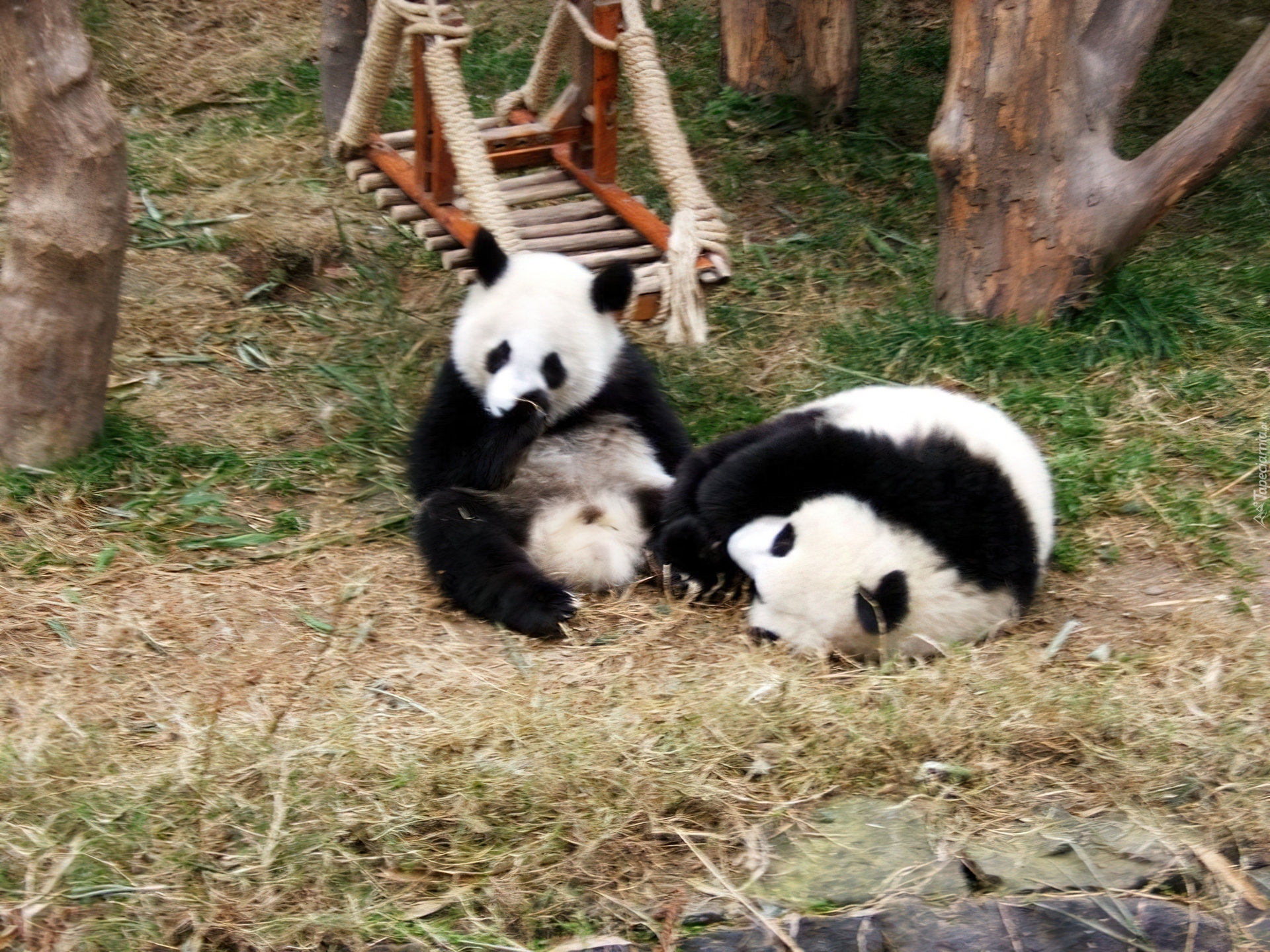 Misie, Panda, Huśtawka, ZOO