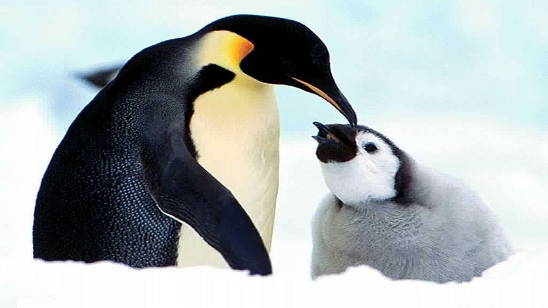 Пингвины моей мамы дата. Императорский Пингвин детеныш. Императорский Пингвин маленький. Милые пингвины. Пингвин картинка.