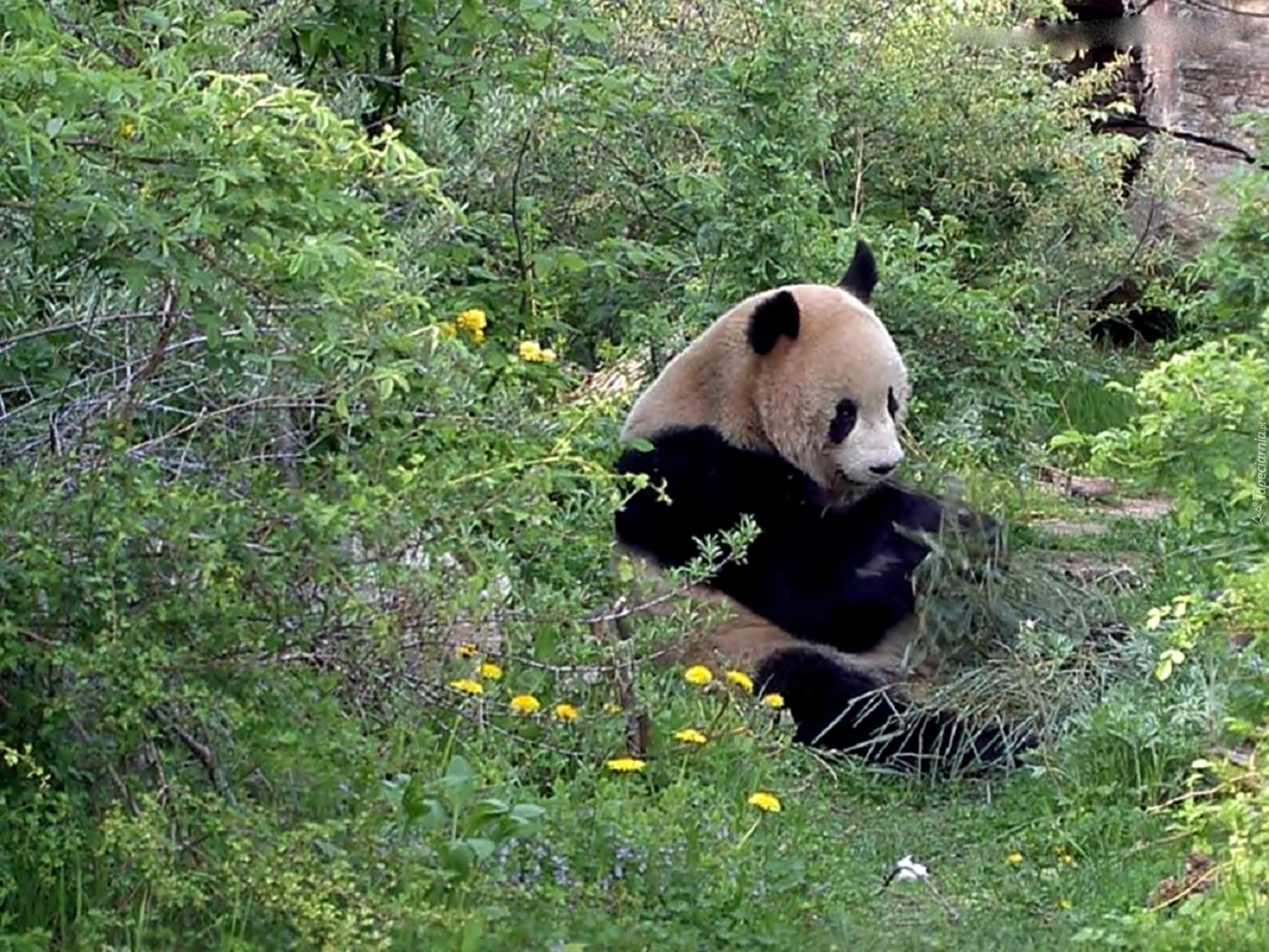 Miś, Panda, Zielony, Gąszcz