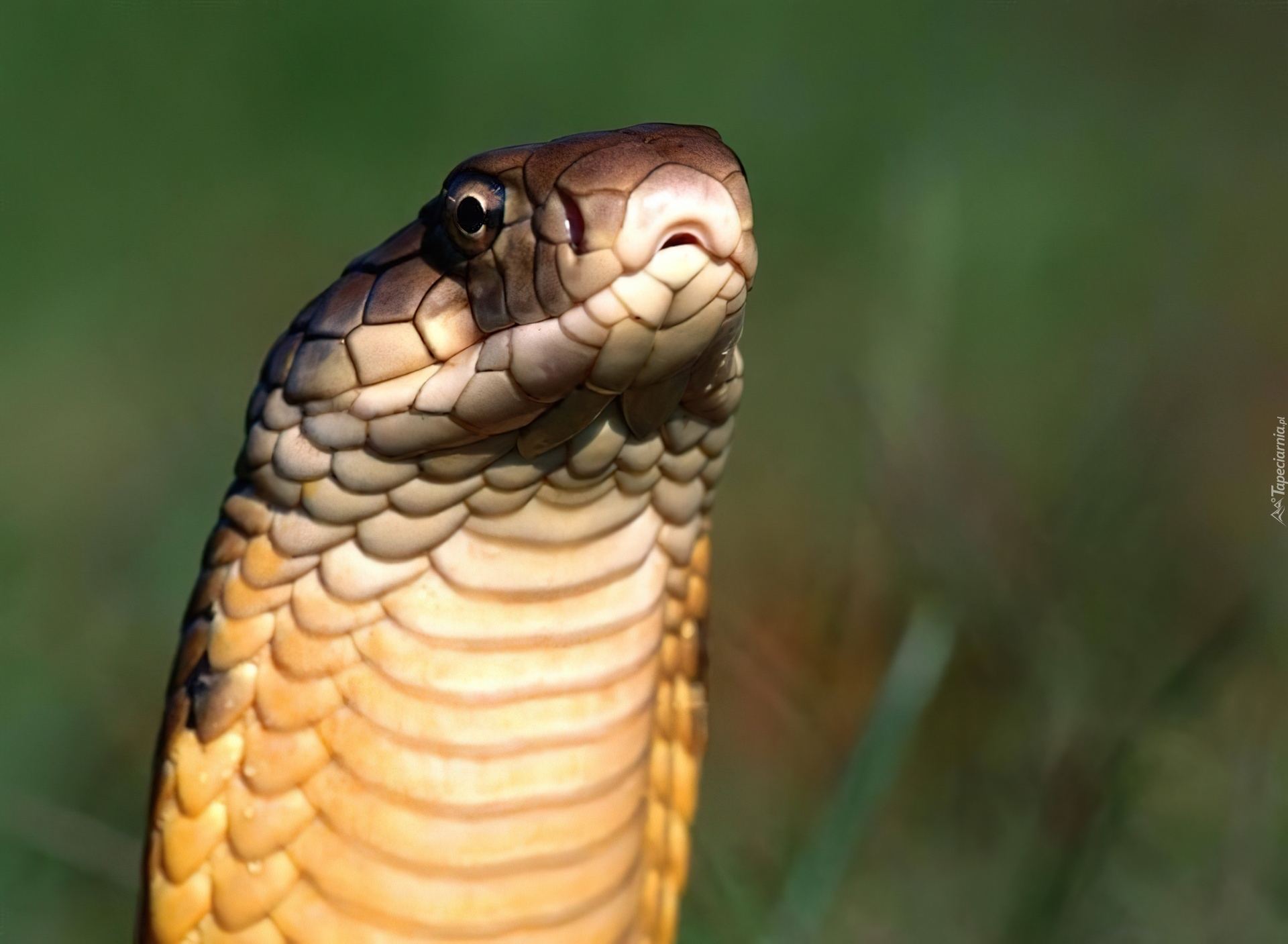 Wąż, Kobra