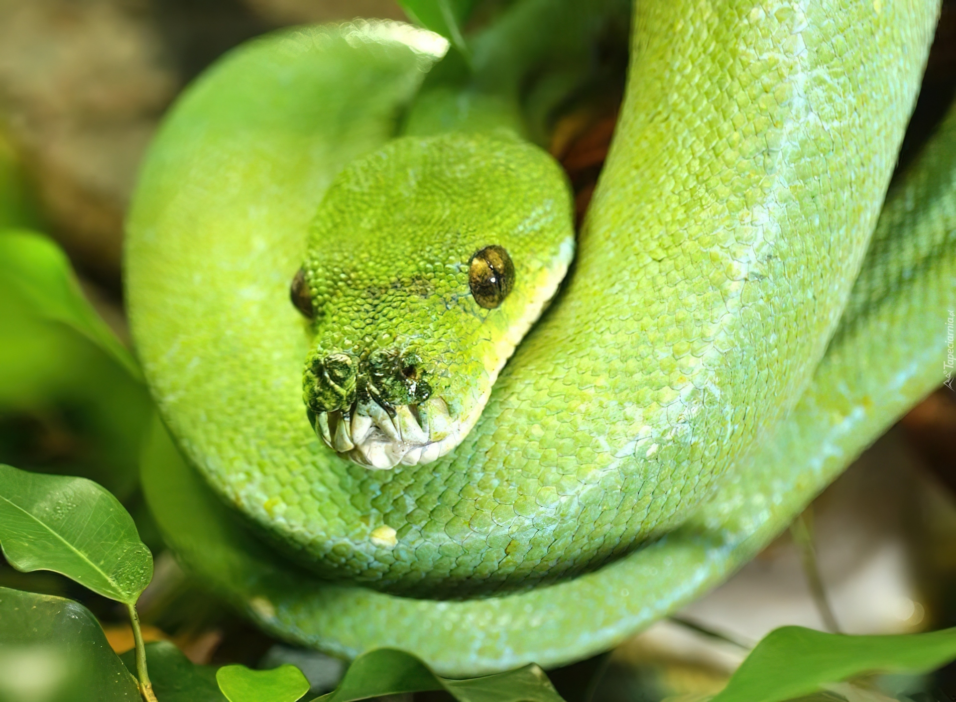 Wąż, Pyton, Zielony