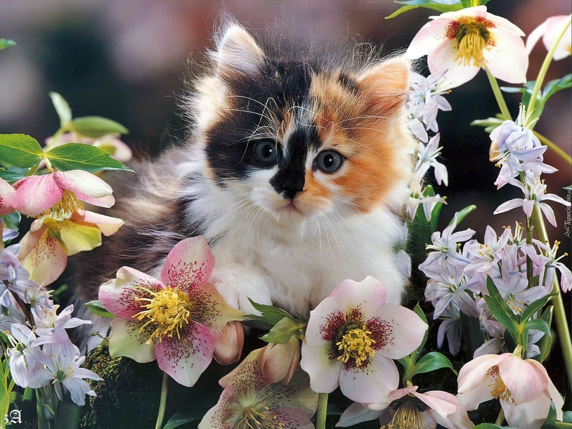 Открытка кот с цветами. Котик с цветами. Красивые котята. Котенок в цветах. Котенок с цветочком.
