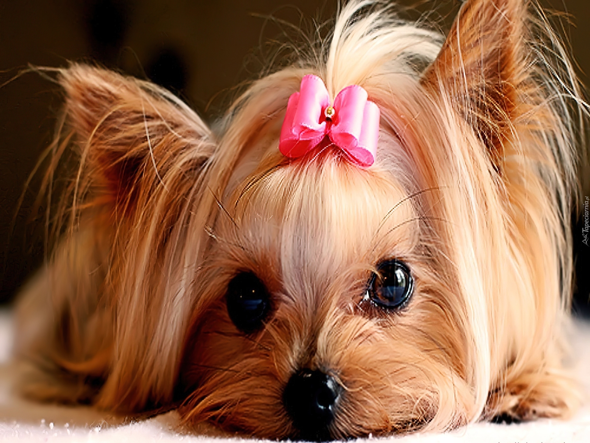 Kokardka, Yorkshire Terrier