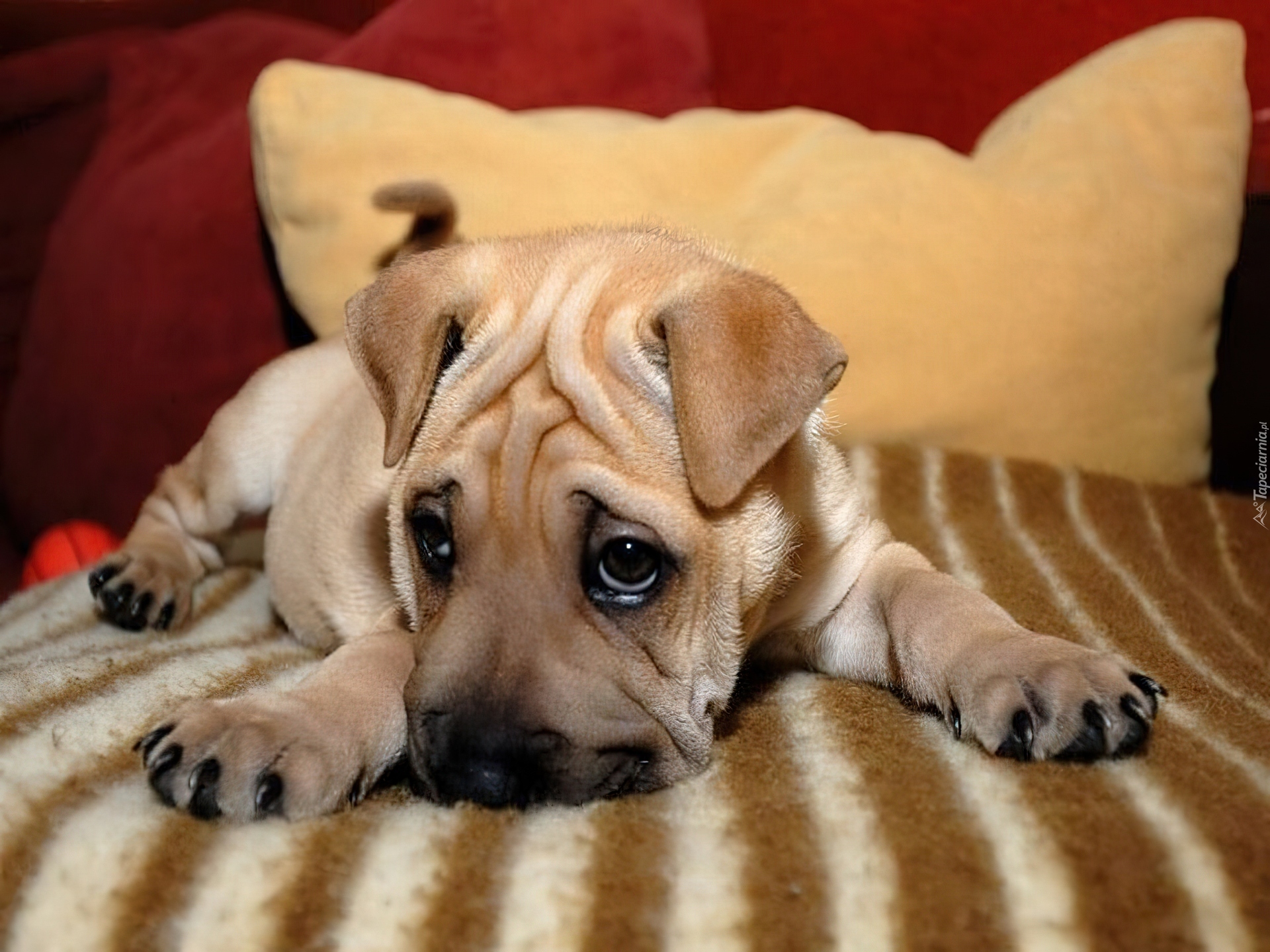 Zmarszczki, Shar Pei