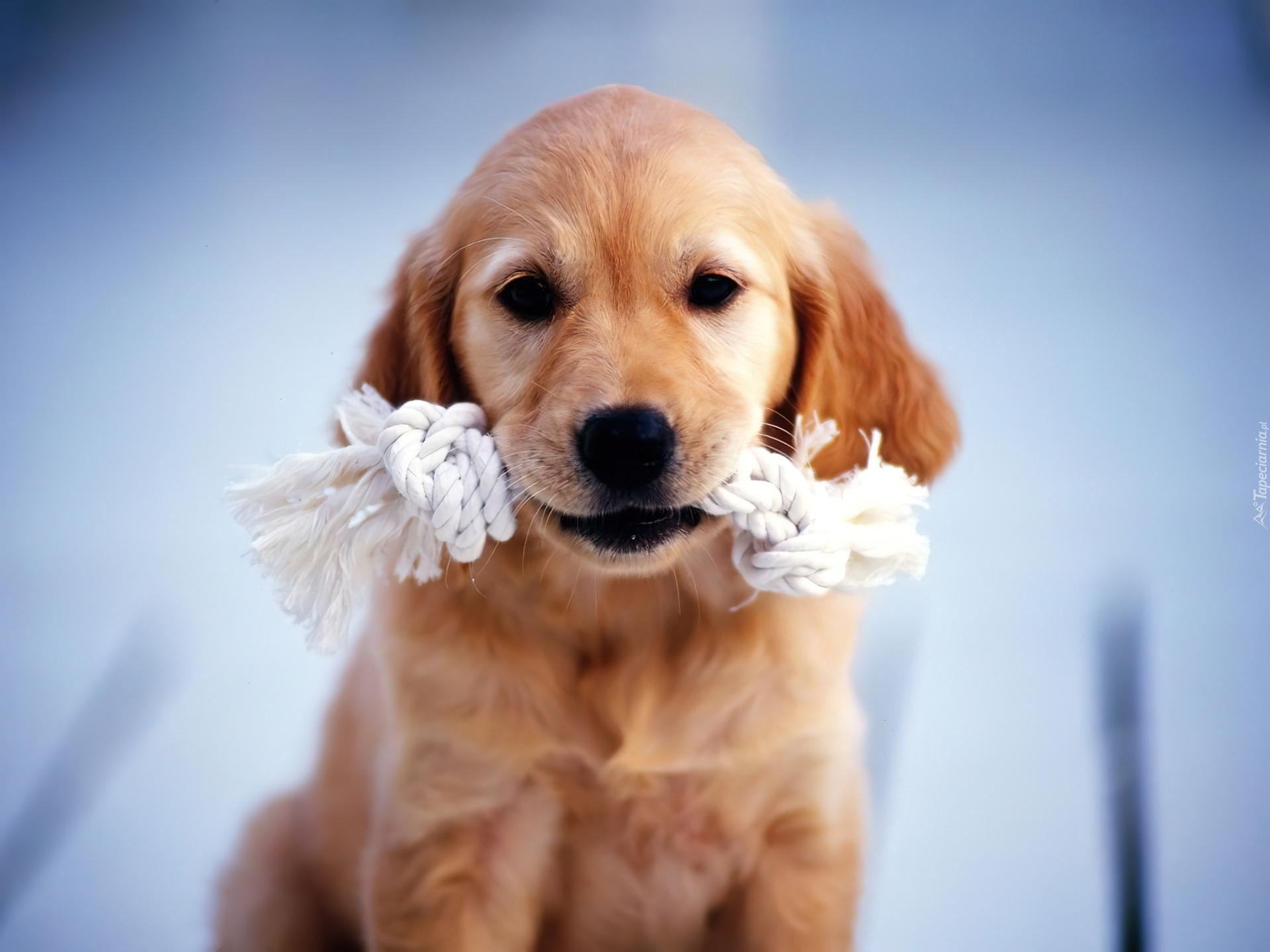 Pies, Pyszczek, Zabawka, Golden retriever, Szczeniak