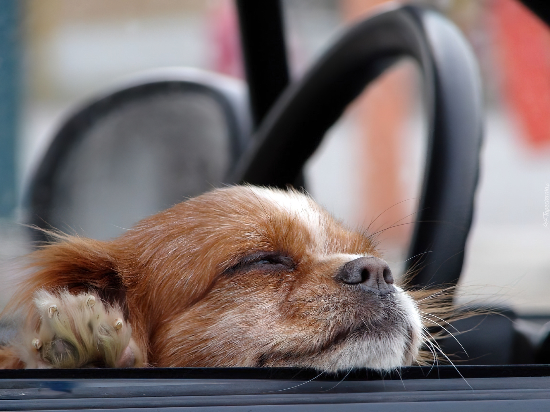 Pies, Okno, Cavalier King Charles spaniel