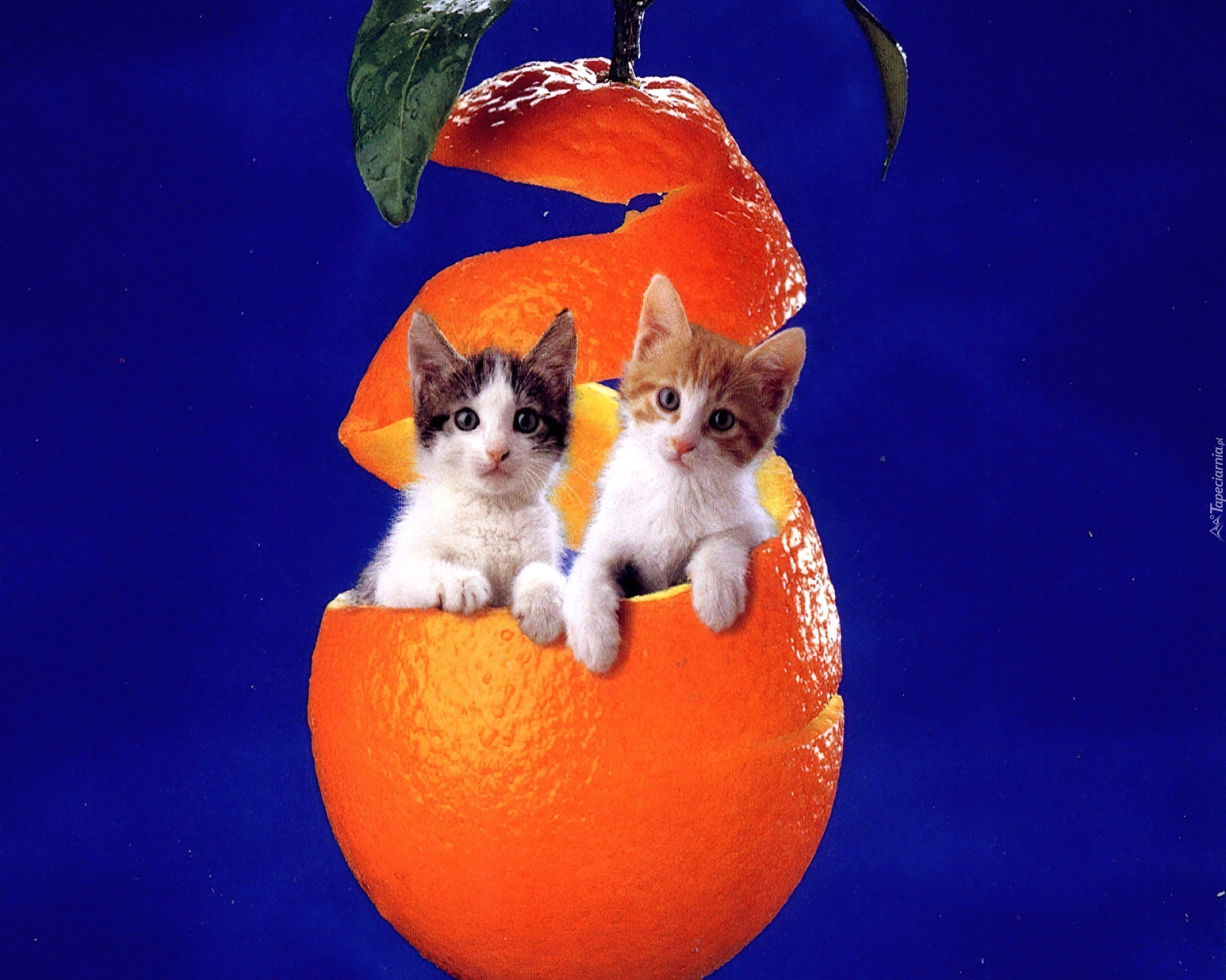 Dwa, Małe, Kotki, Pomarańcza