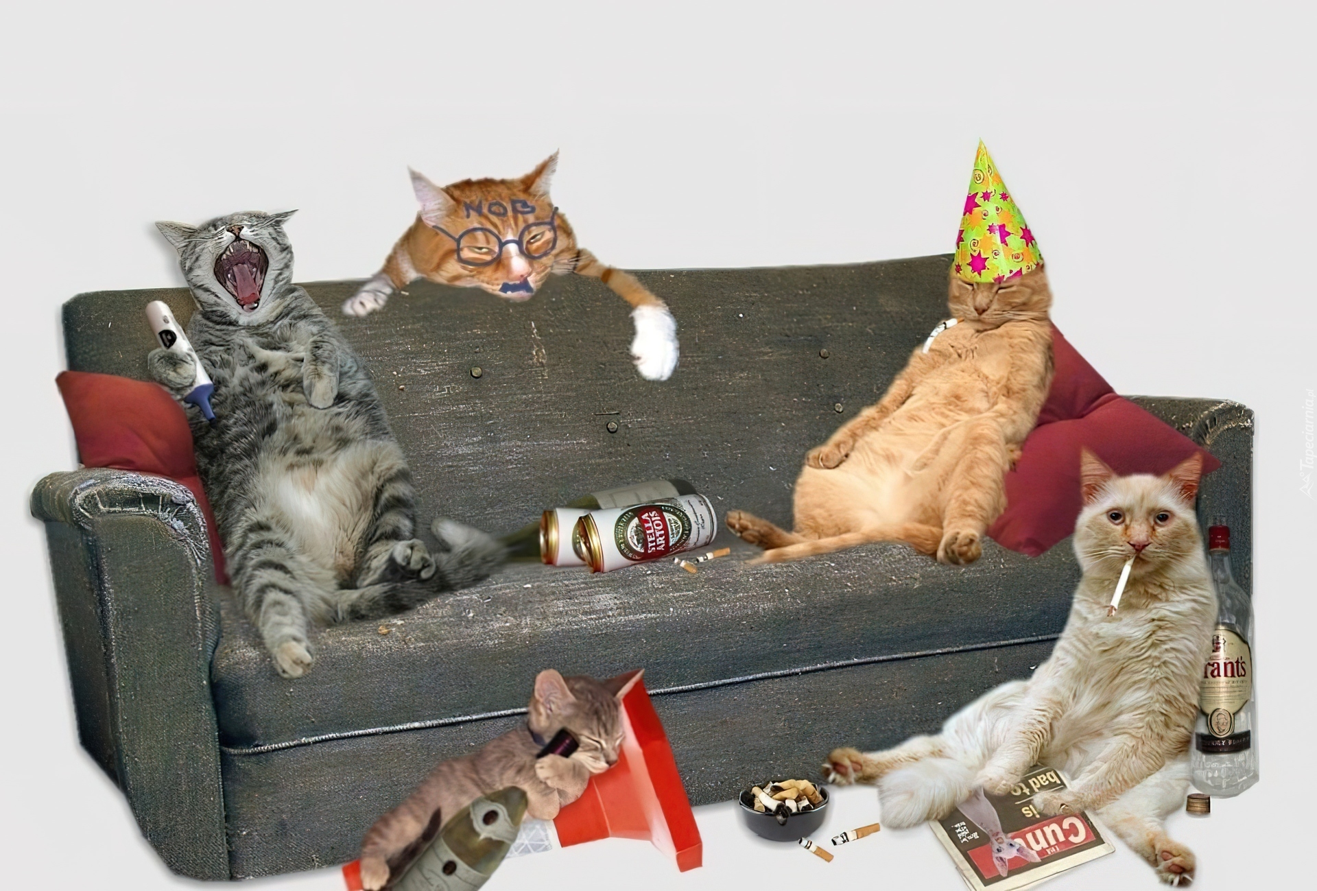 День кошек приколы. Кошачья вечеринка. Кот на диване. Коты на вечеринке. Котик на диване.