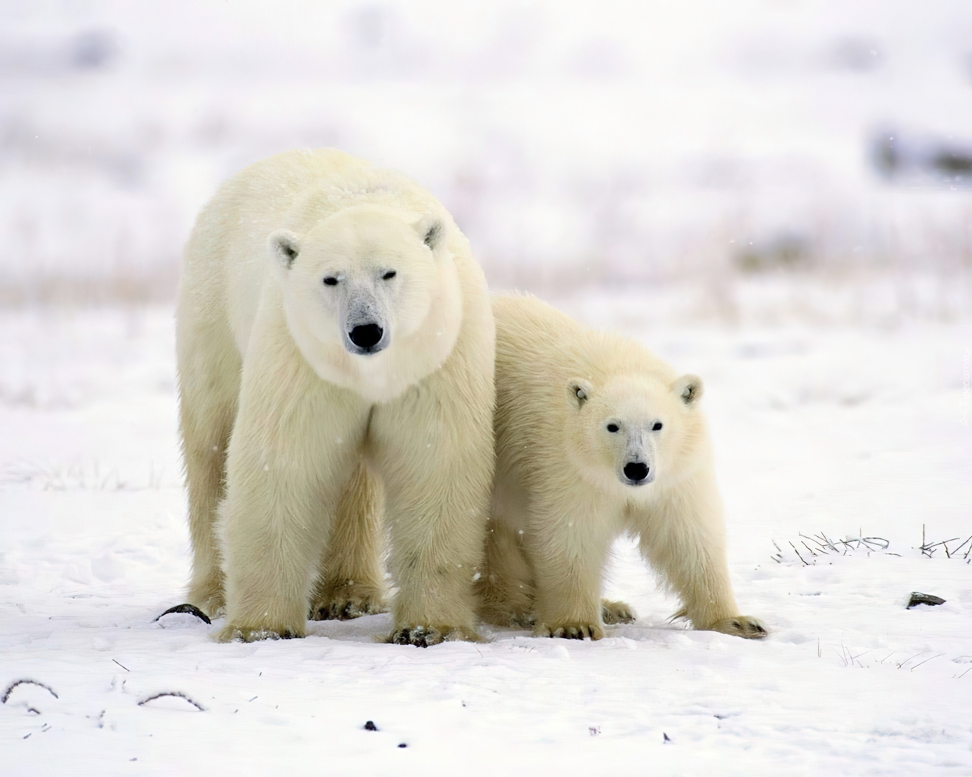 Niedźwiedzie, Polarne, Mama, Młode