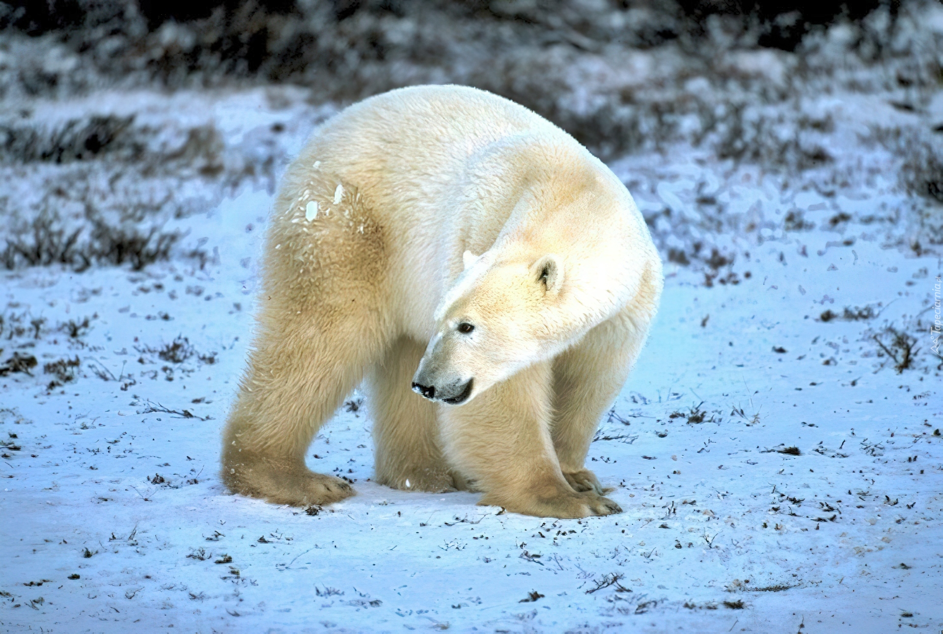 Niedźwiedź, Polarny, Futro