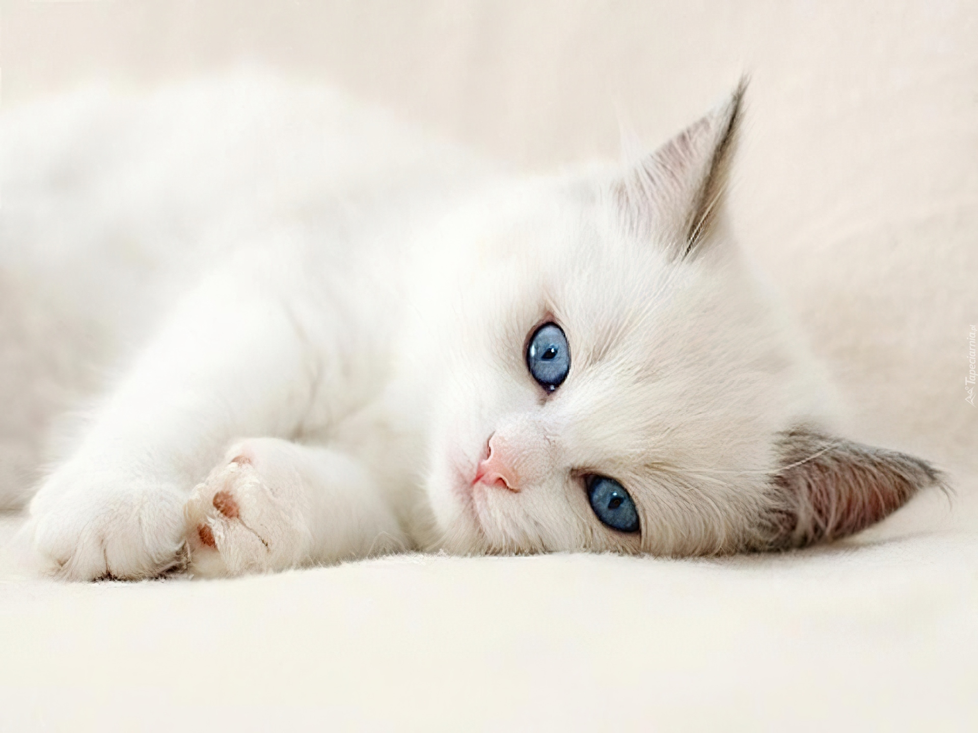 Киса под. Кошка белая. Котенок с голубыми глазами. Белая кошка с голубыми глазами. Красивая белая кошка.