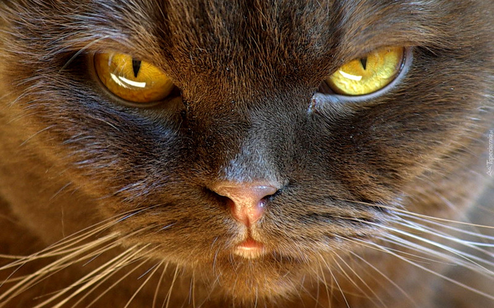 Говорят что добрые глаза. Янтарные глаза у кошки. Янтарные кошачьи глаза. Кот с добрыми глазами. Добрые кошачьи глазки.