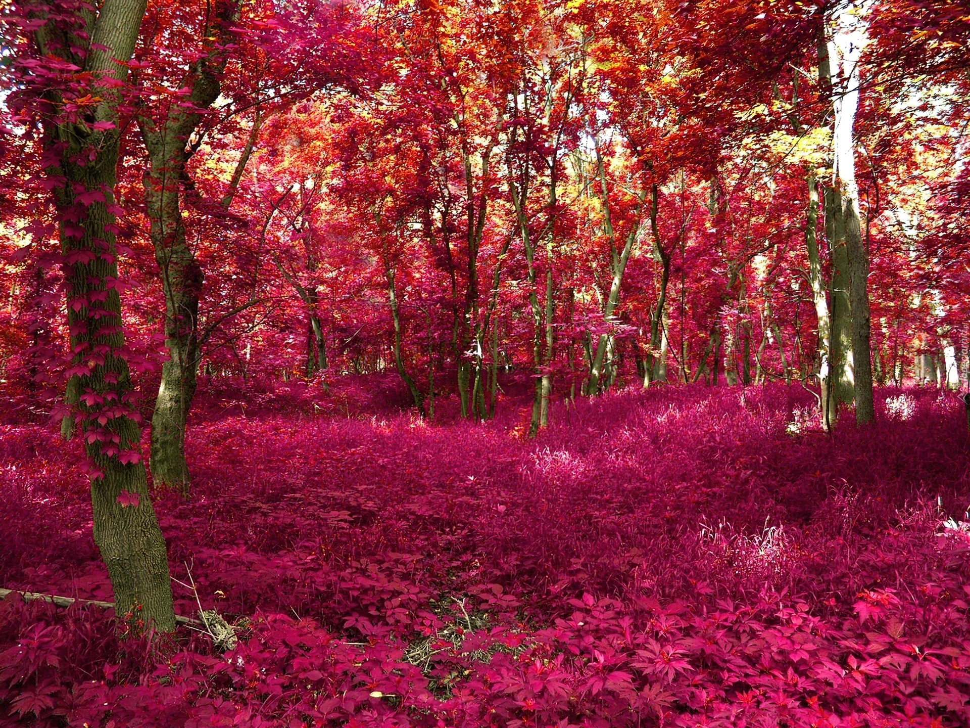 Багряная лета. Розовый лес. Красное дерево. Красивая природа. Красный цвет в природе.