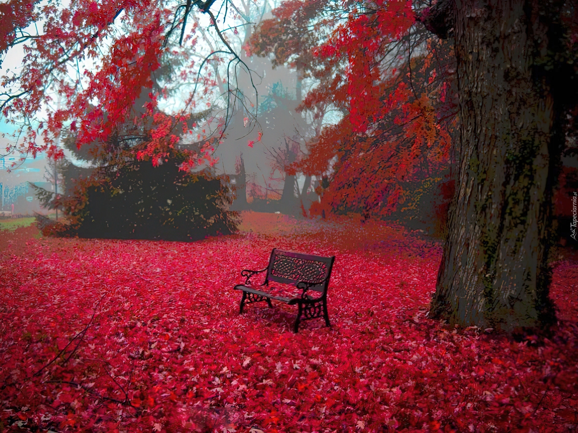 Park, Ławka, Czerwone, Liście