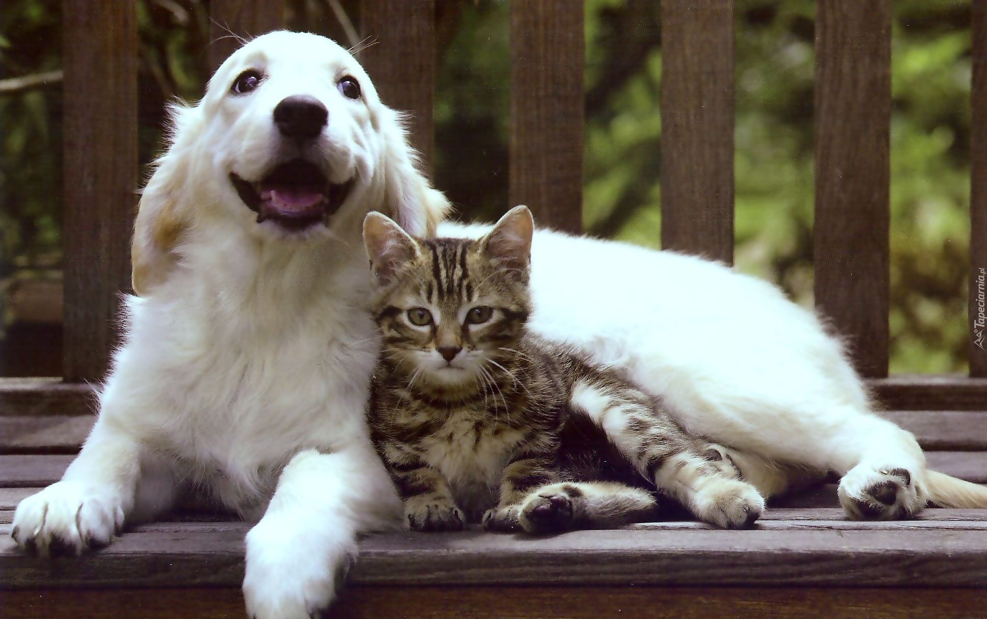 Говорящие коты и собаки. Собака. Кошечка. Красивые домашние животные. Кот и собака.
