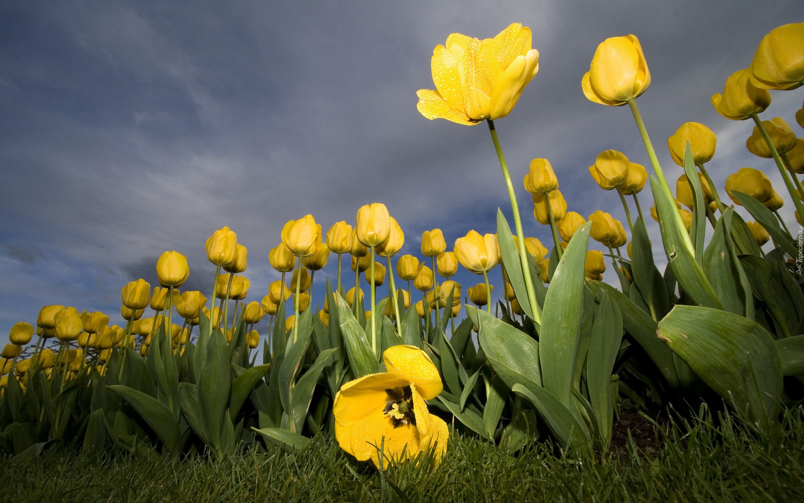 Żółte, Tulipany, Plantacja