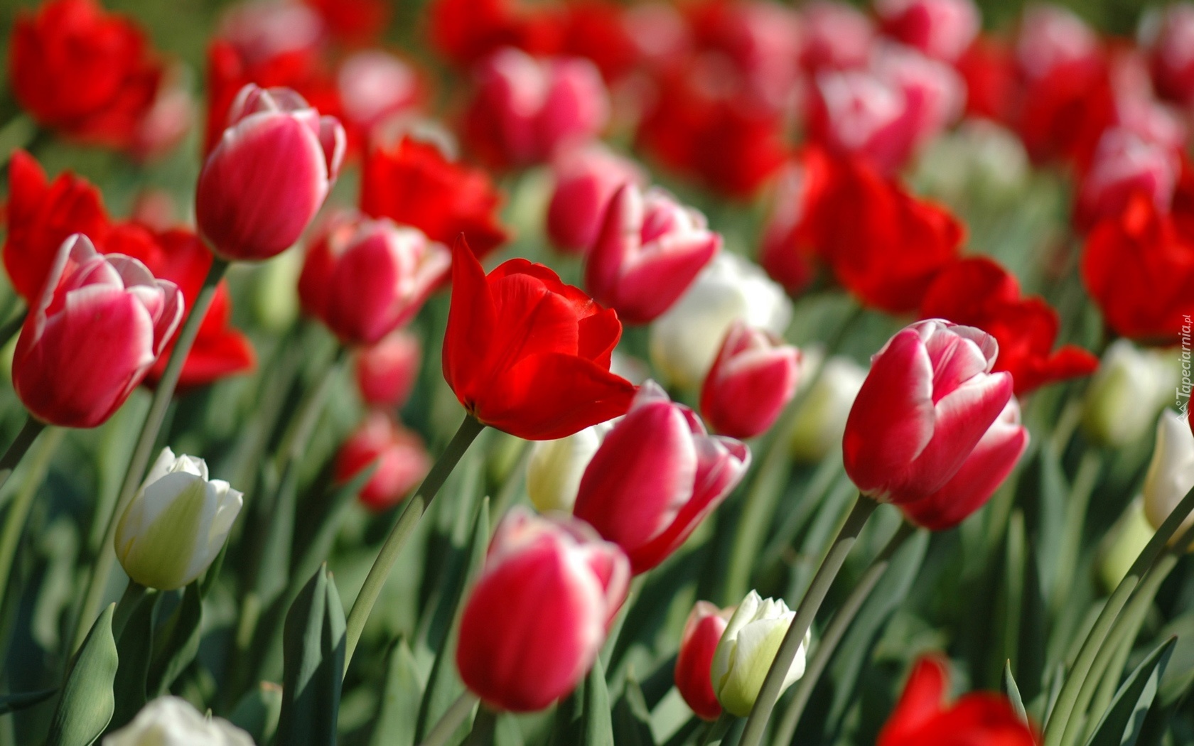 Kwiaty, Tulipany, Łan