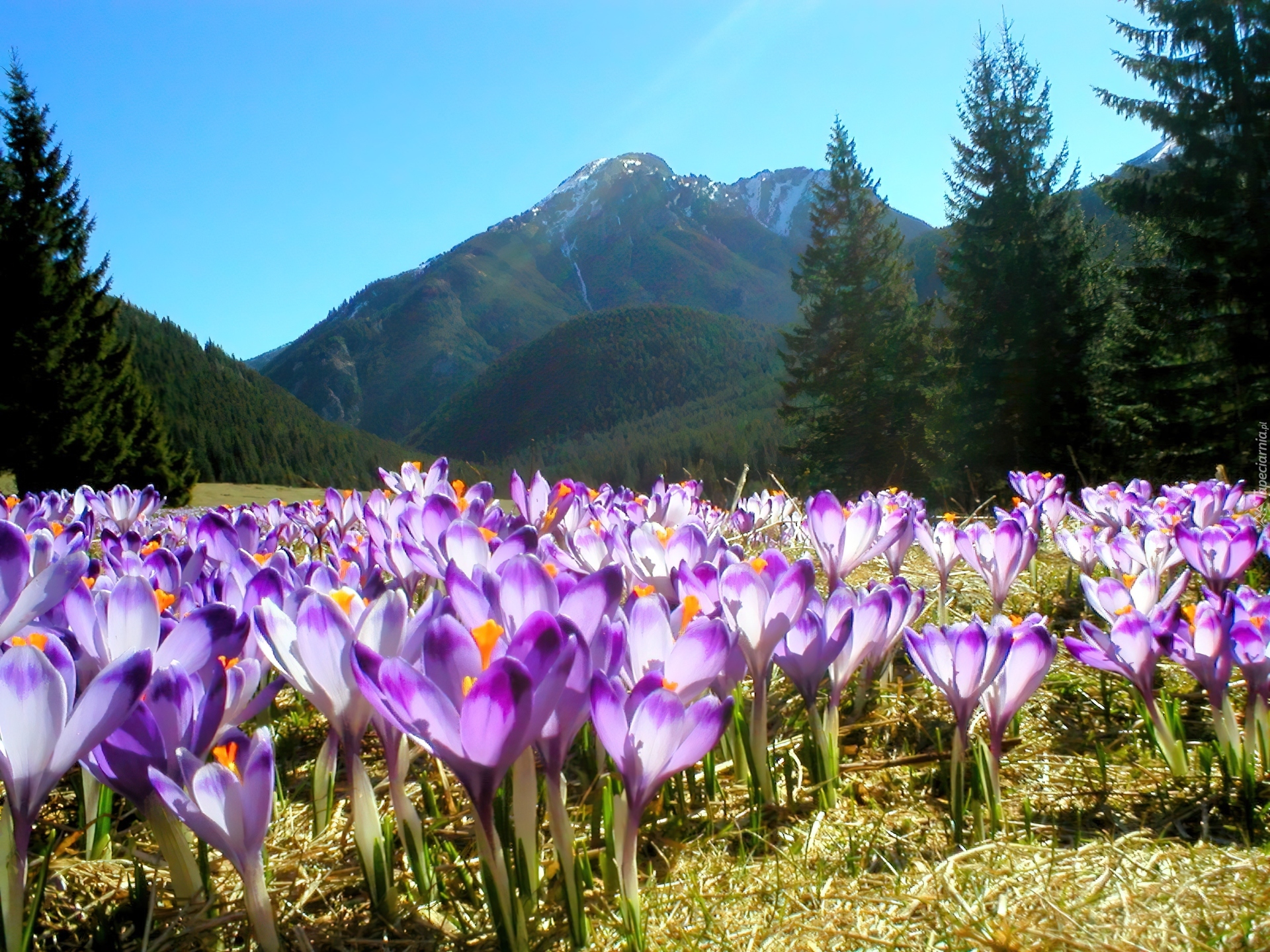 Krokusy, Tatry