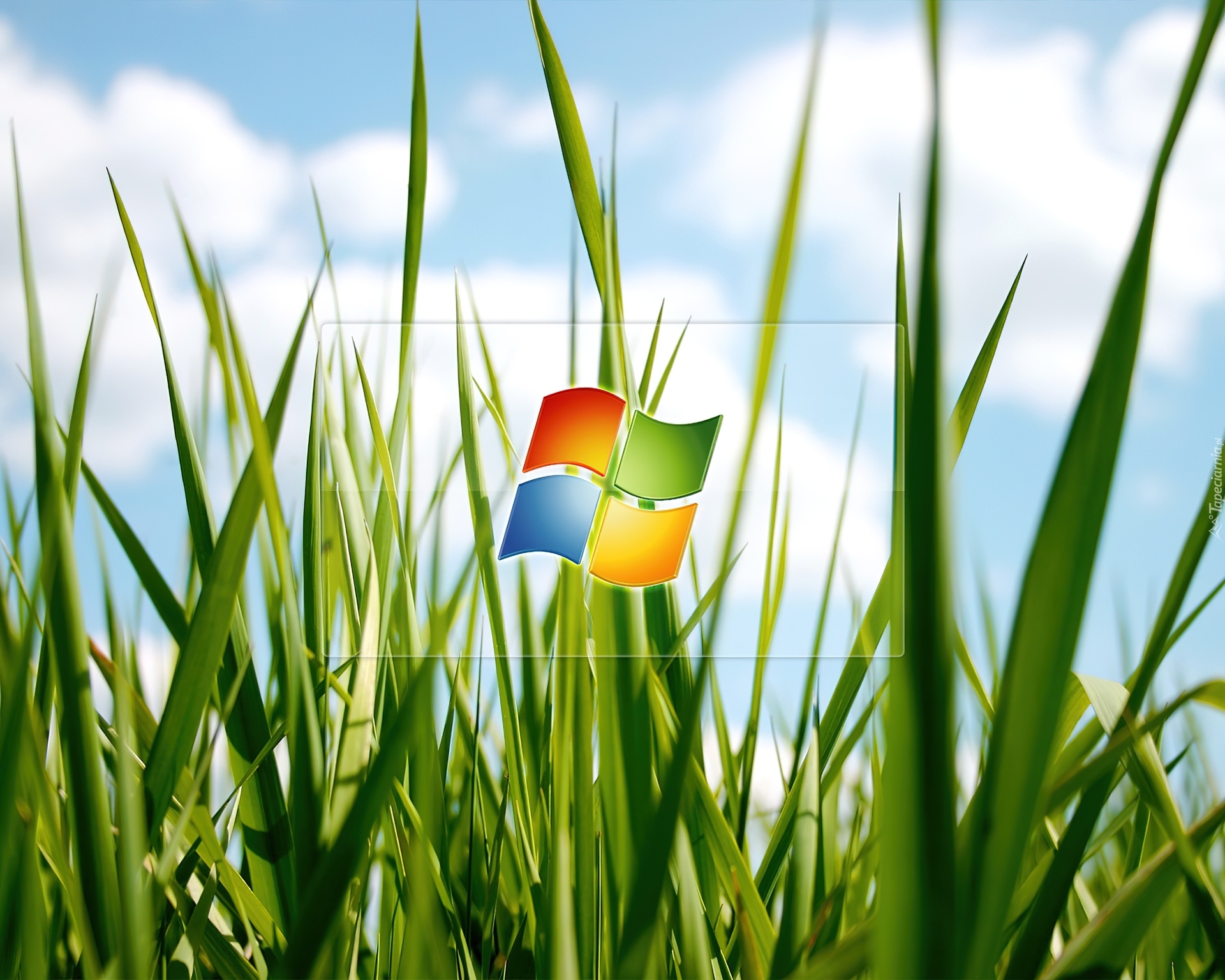 Logo, Windows, Trawa